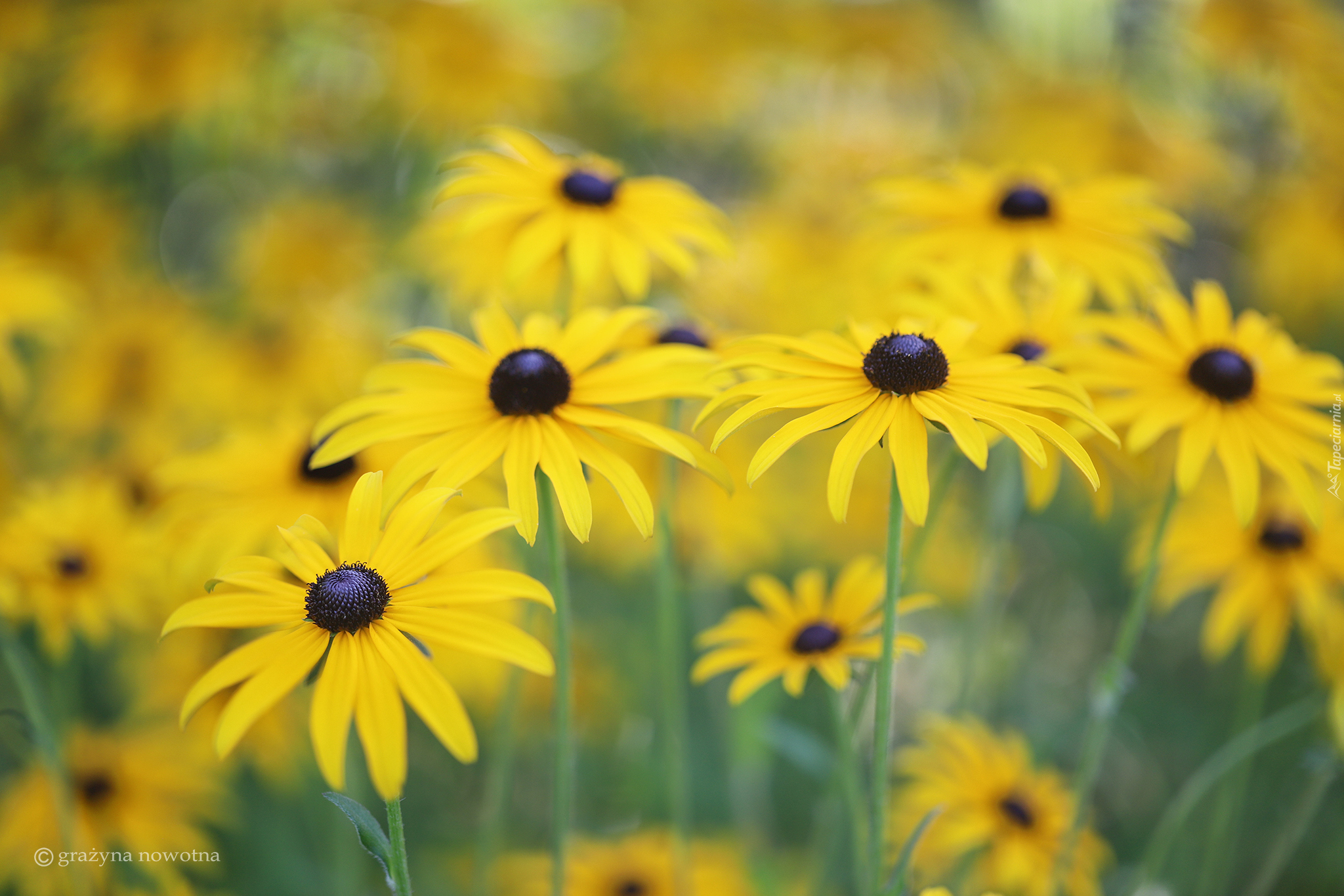 Rudbekia, Żółte, Kwiaty, Rozmyte tło