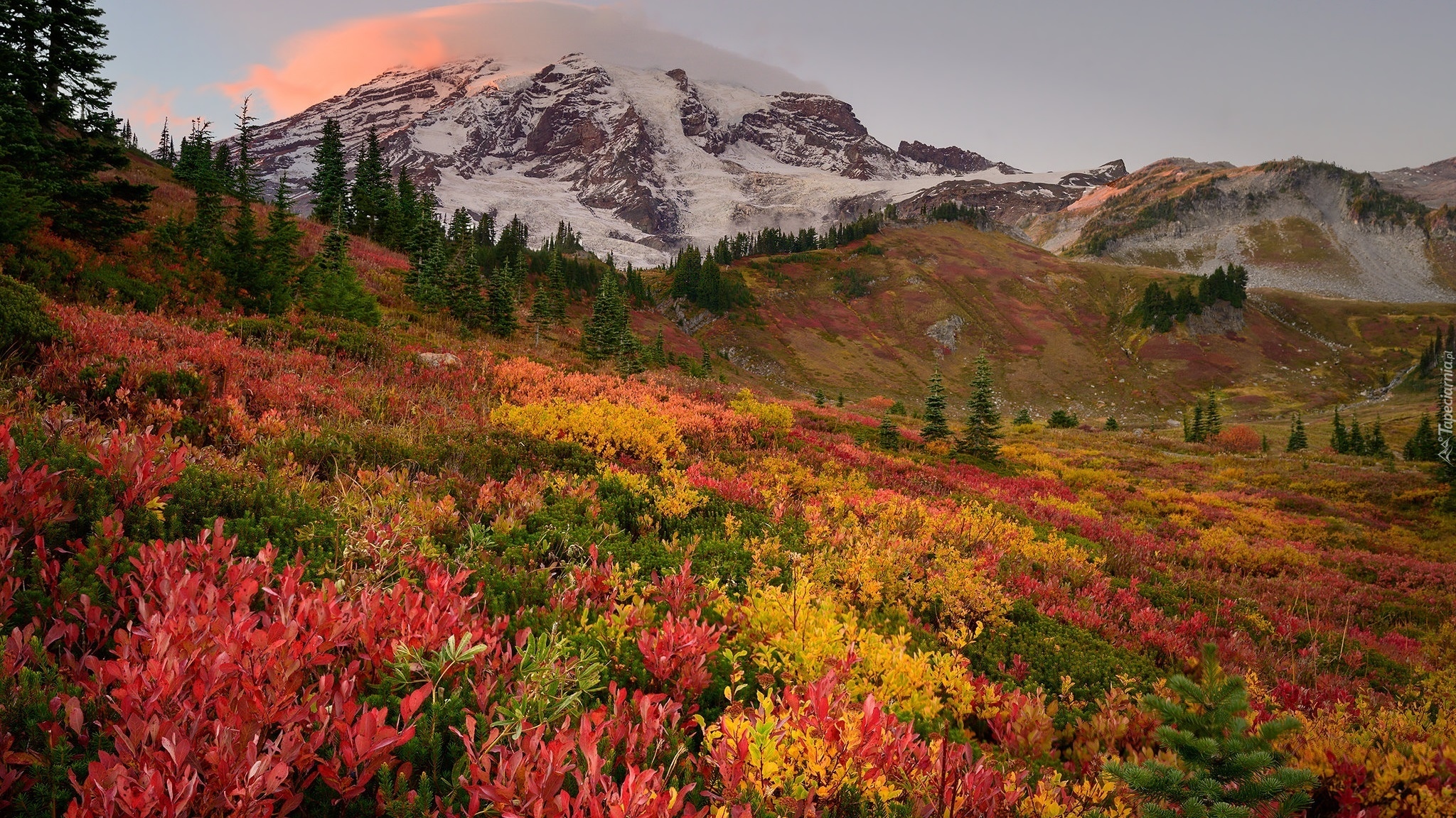 Jesień, Góry, Drzewa, Kolorowe, Rośliny, Park Narodowy Mount Rainier, Stan, Waszyngton, Stany Zjednoczone