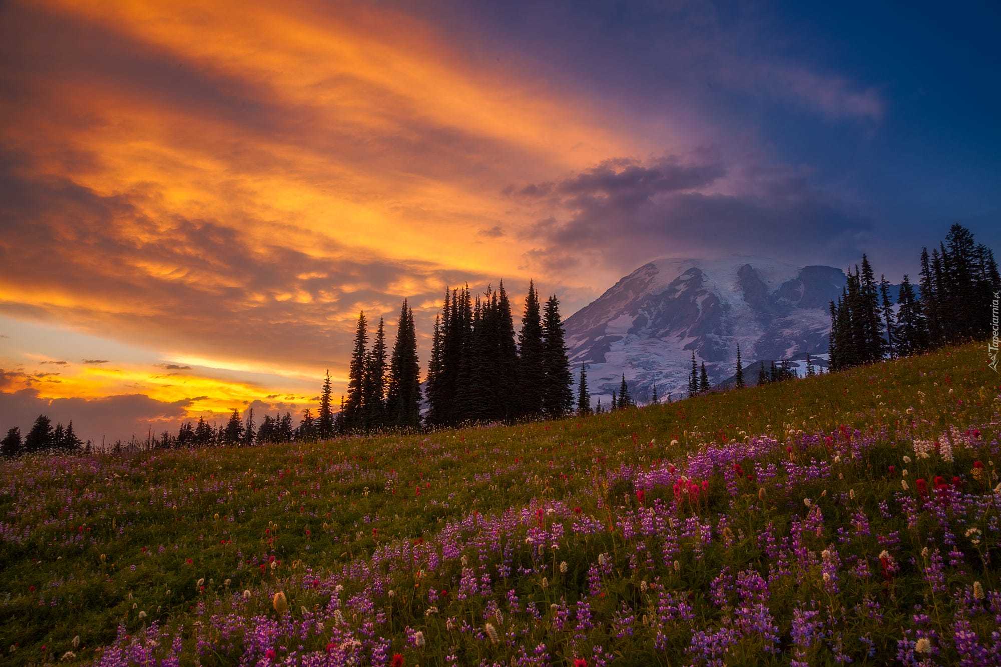 Stany Zjednoczone, Stan Waszyngton, Stratowulkan Mount Rainier, Zachód Słońca, Drzewa