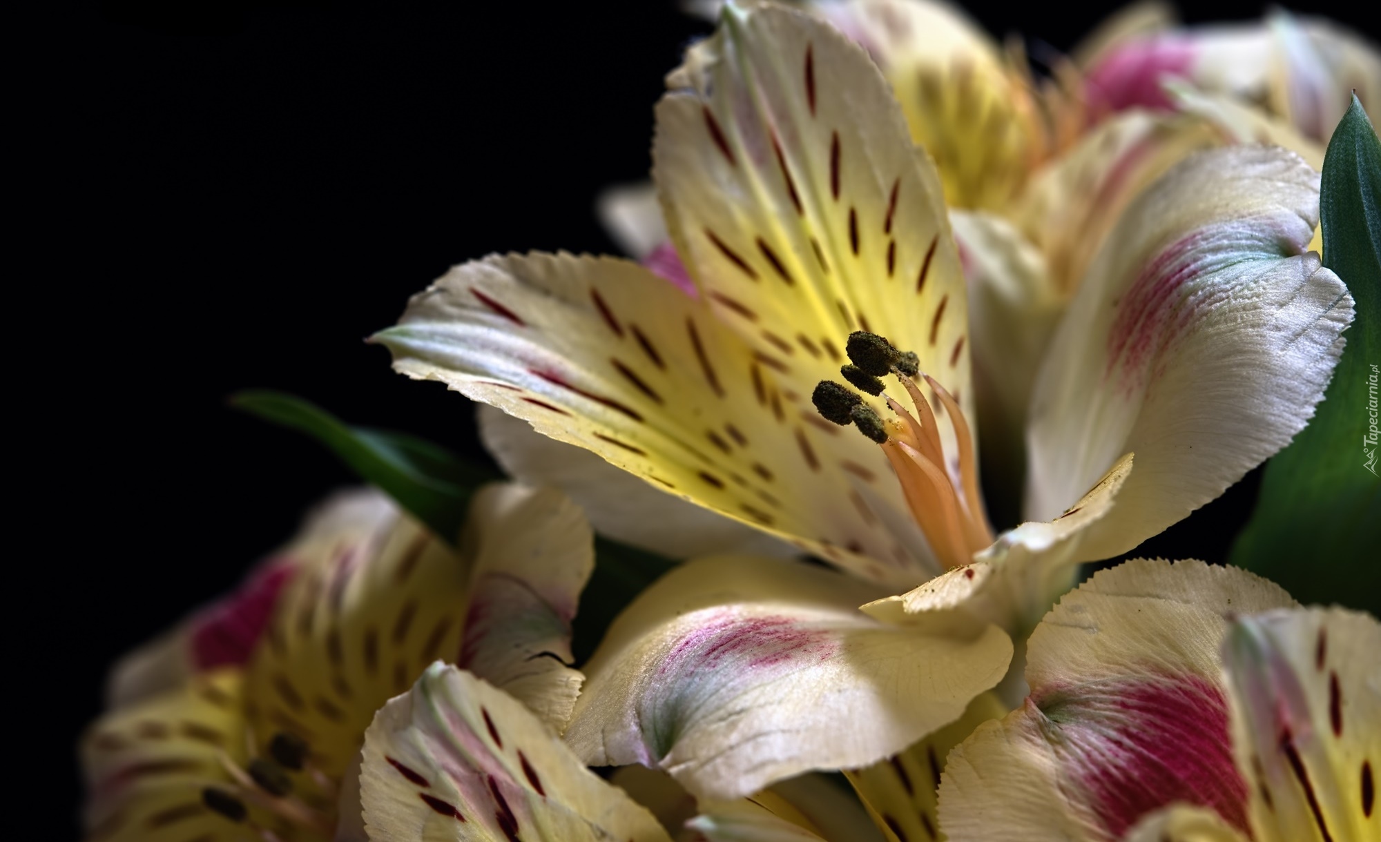 Alstroemeria, Kwiaty, Czarne tło