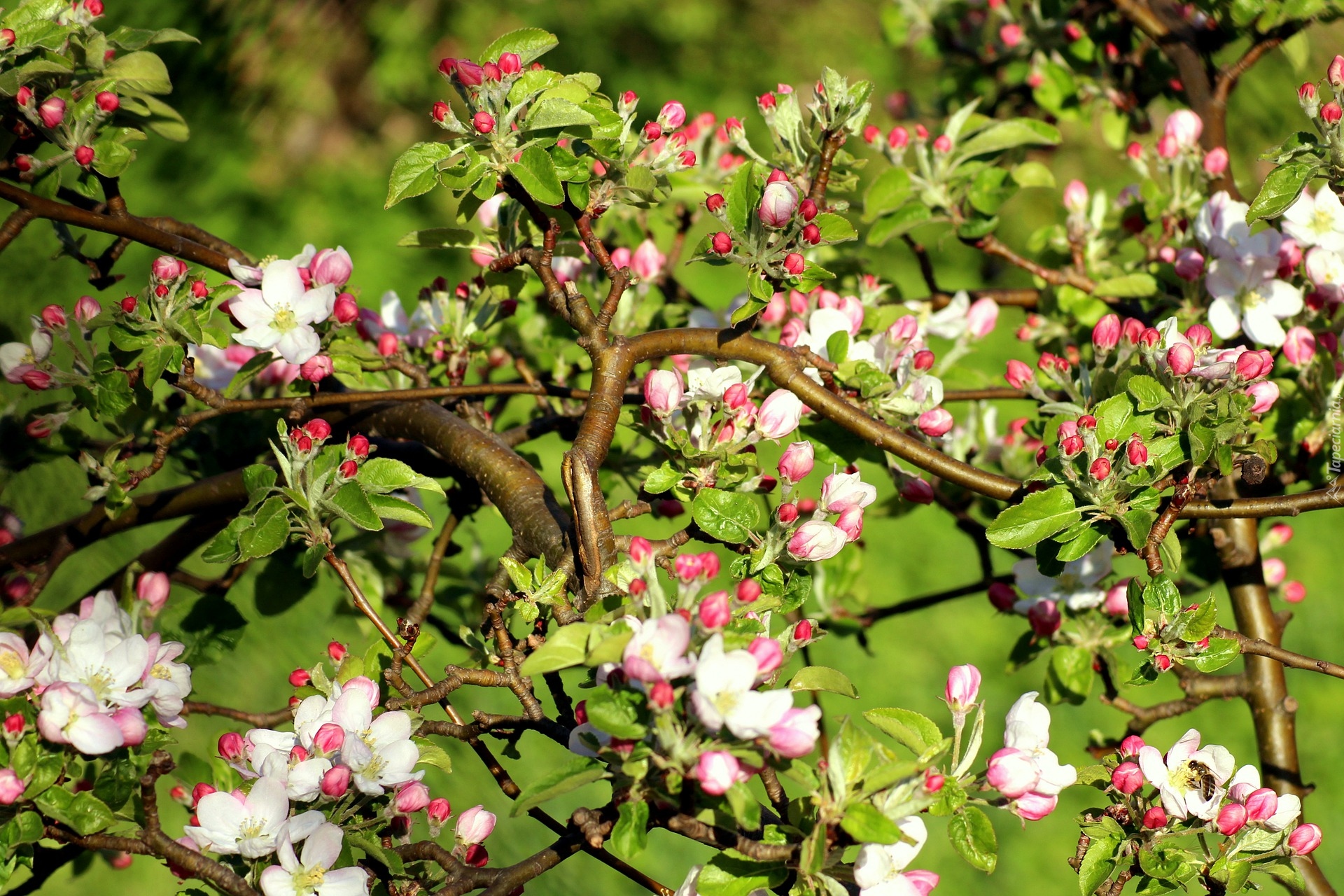 Kwitnące, Drzewo owocowe, Jabłoń