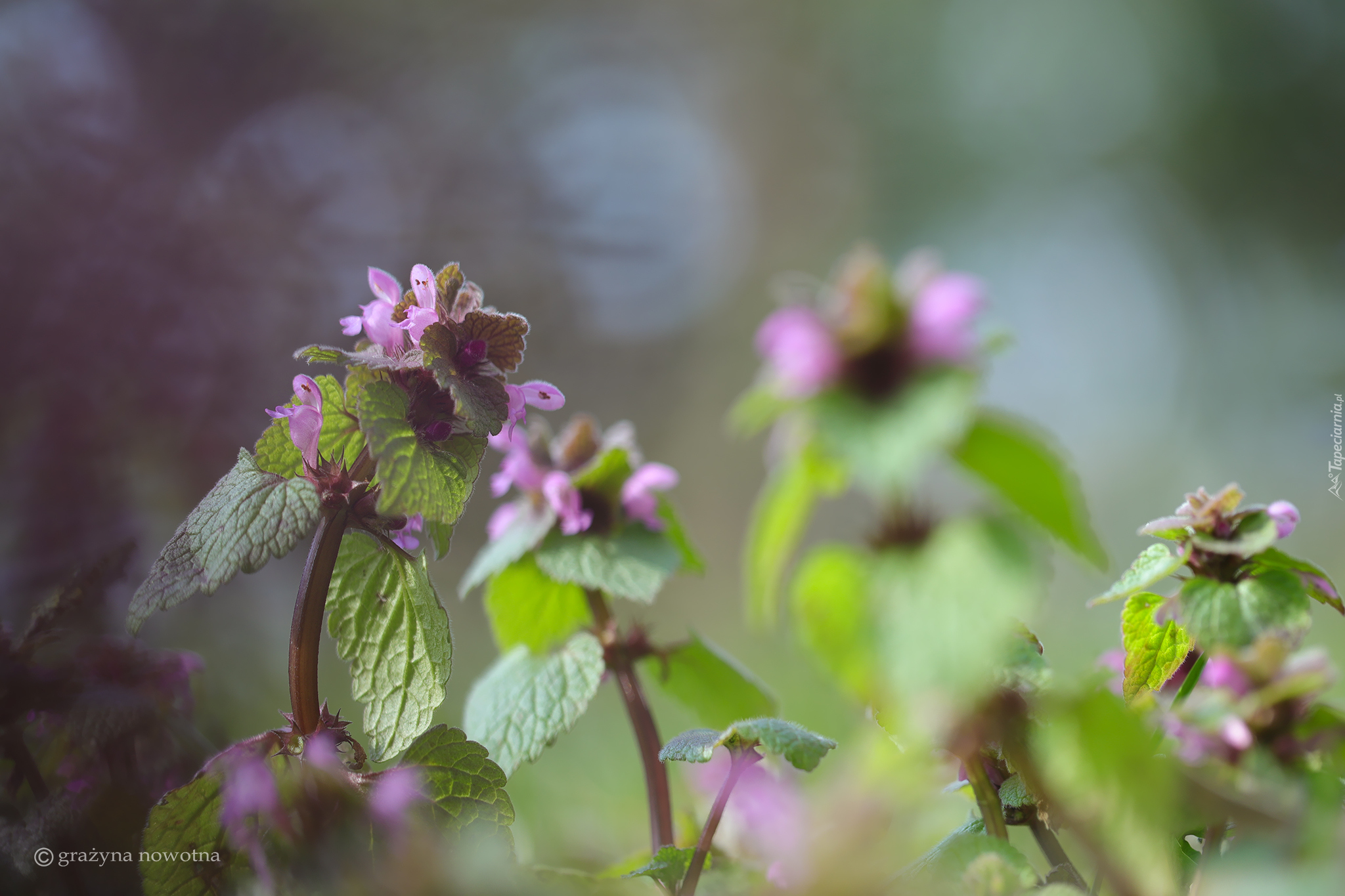 Jasnota purpurowa, Roślina, Kwiaty