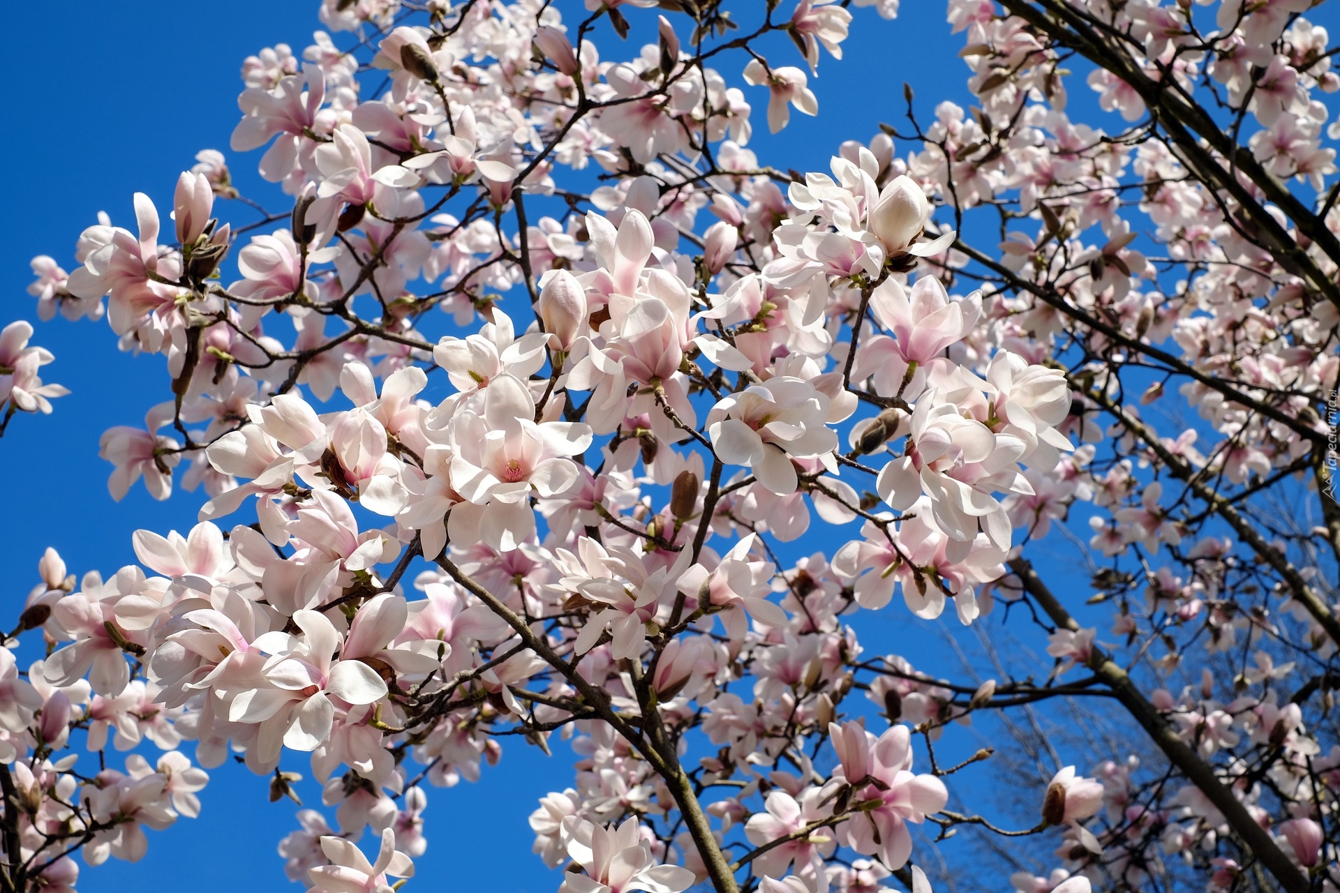 Gałązki, Magnolia, Niebo