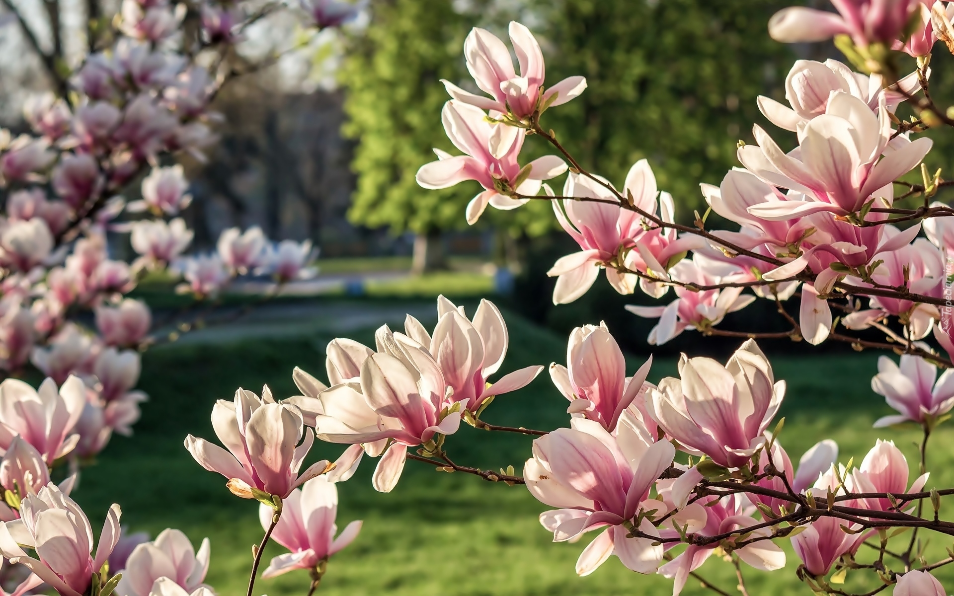 Kwitnąca, Magnolia, Wiosna