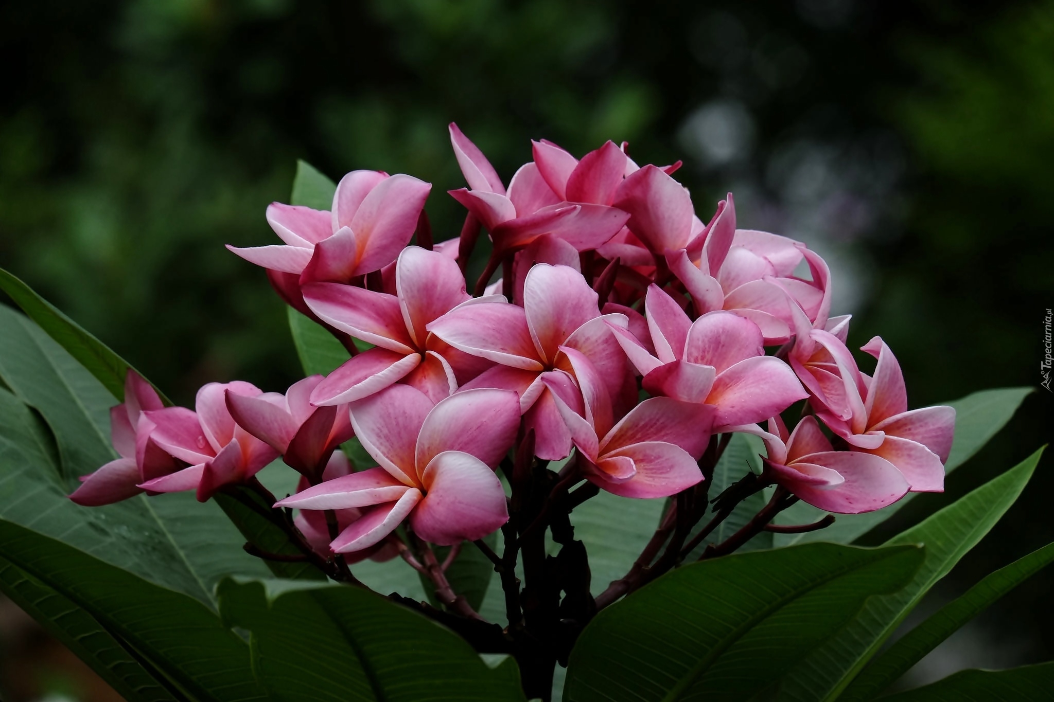 Plumeria, Listki