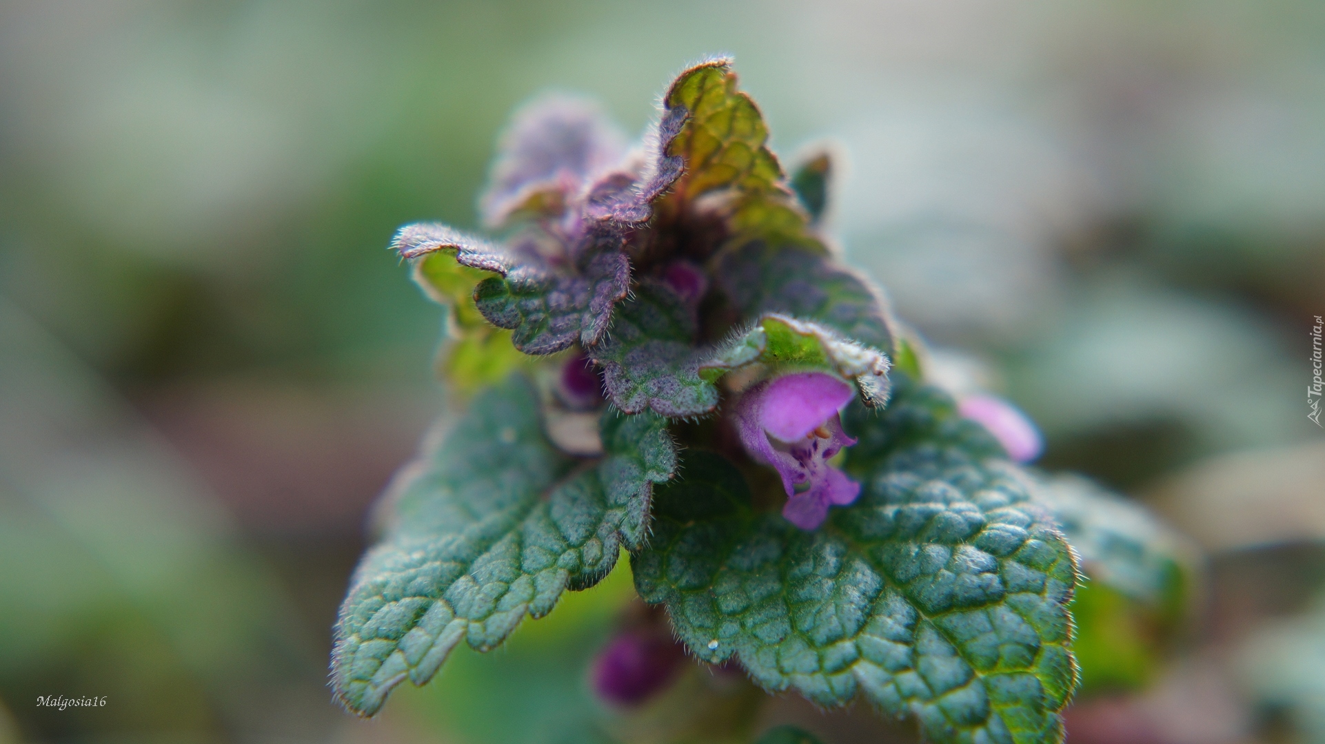 Roślina, Jasnota purpurowa