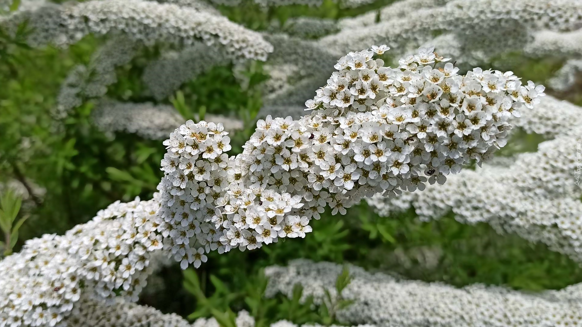 Białe, Kwiaty, Kwitnąca, Gałązka, Tawuła