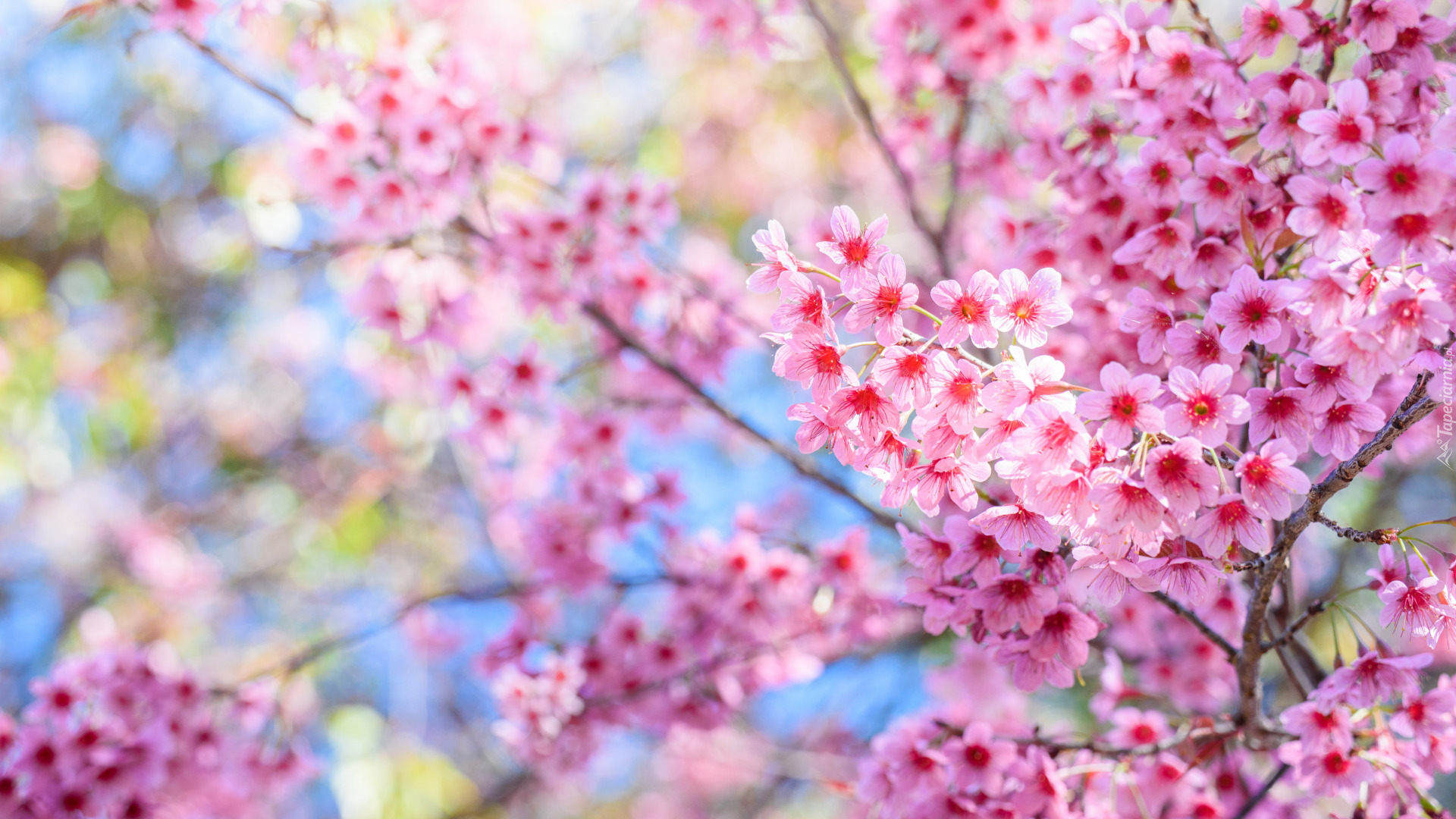 Gałęzie, Wiosna, Drzewo owocowe, Wiśnia japońska