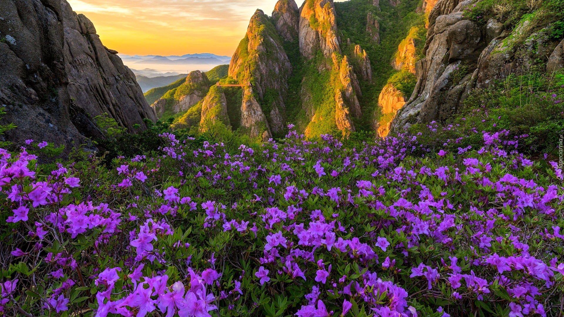 Góry, Skały, Kwiaty, Fioletowe, Różaneczniki, Łąka, Park Narodowy Wolchulsan, Korea Południowa