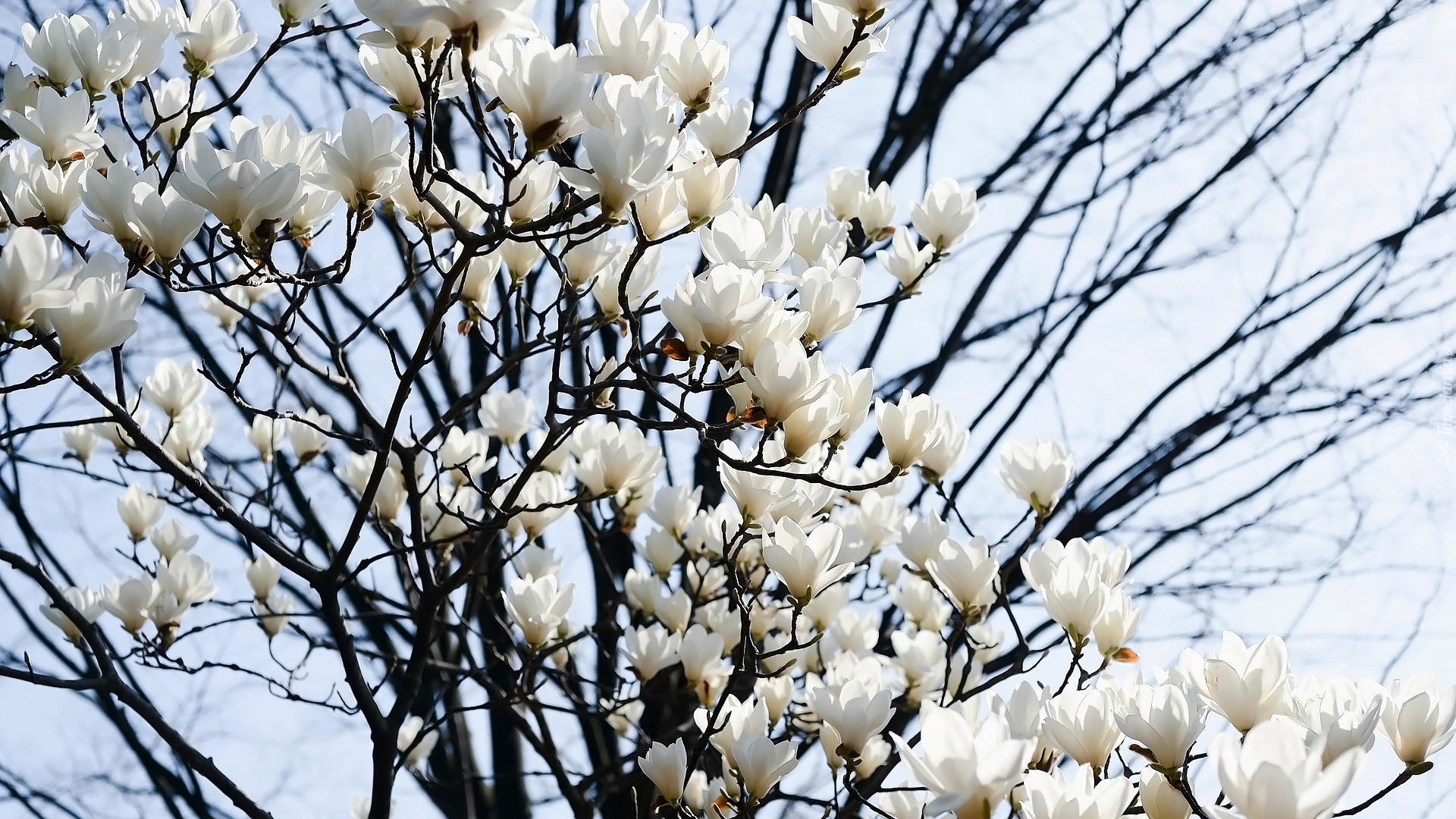 Białe, Kwiaty, Magnolia, Gałązki, Niebo