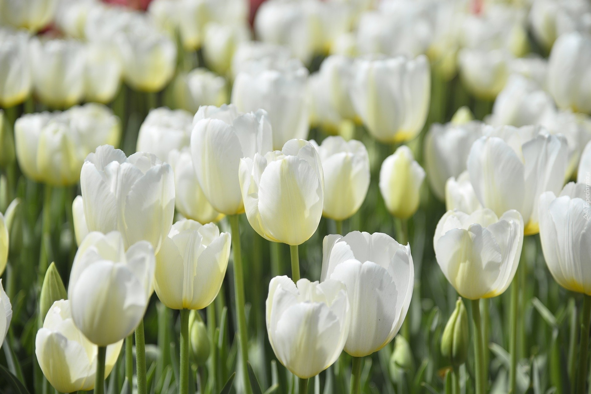 Kwiaty, Biały, Tulipany