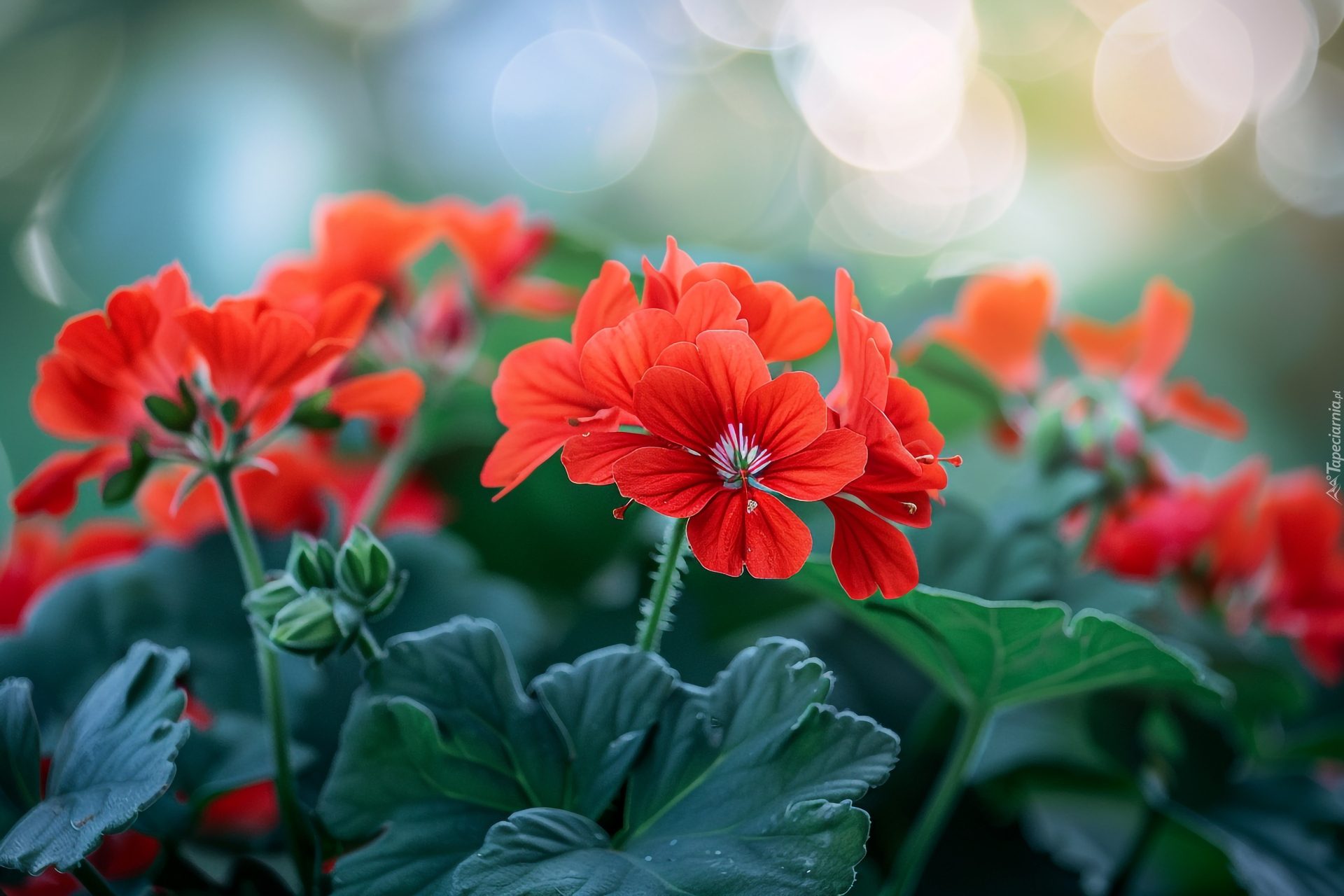 Czerwone, Kwiaty, Pelargonia, Listki