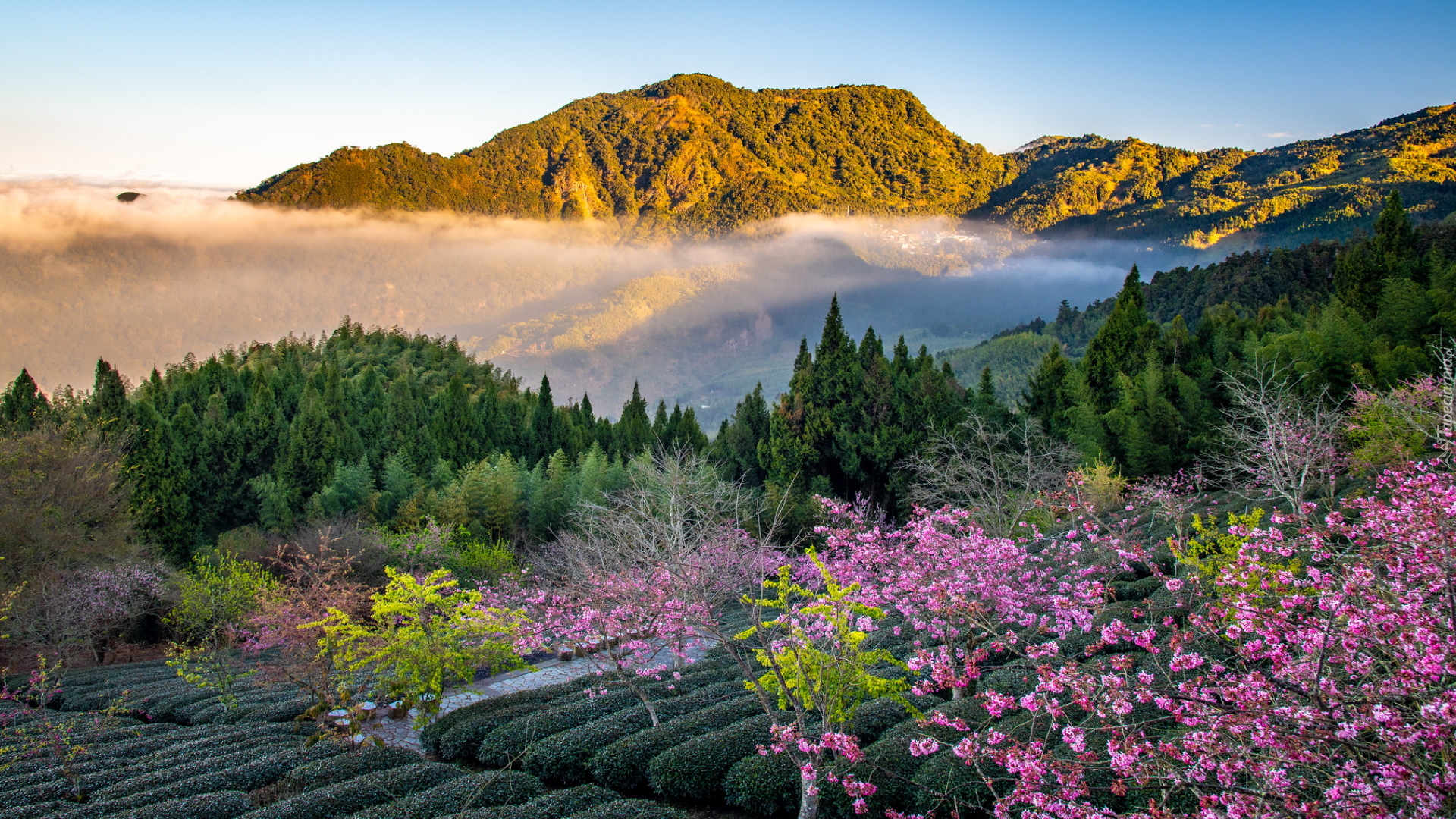 Góry, Mgła, Ogród, Kwitnące, Drzewa, Wiosna, Powiat Jiayi, Tajwan