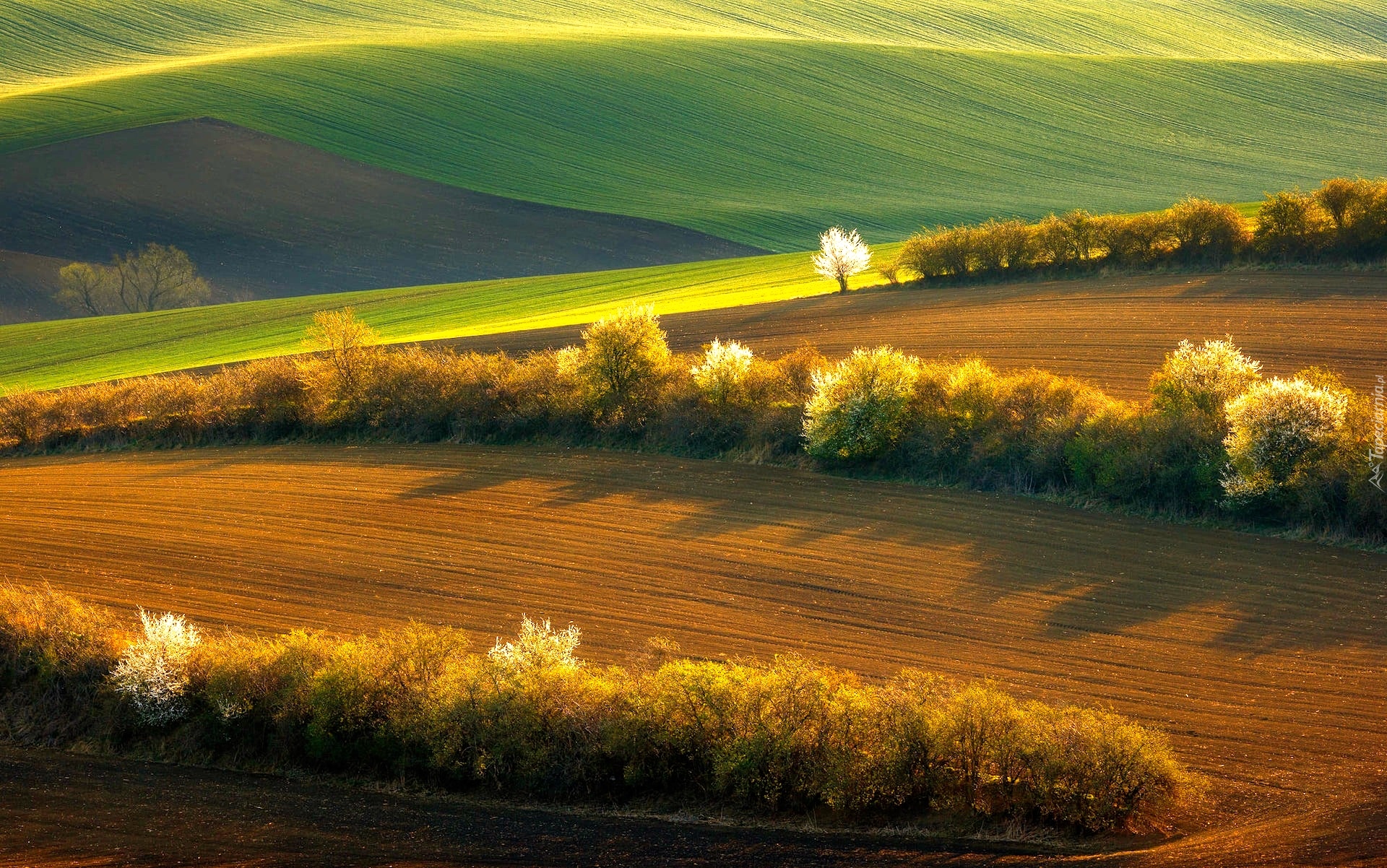 Czechy, Morawy Południowe, Pola, Łąki, Drzewa, Kwitnące, Wiosna