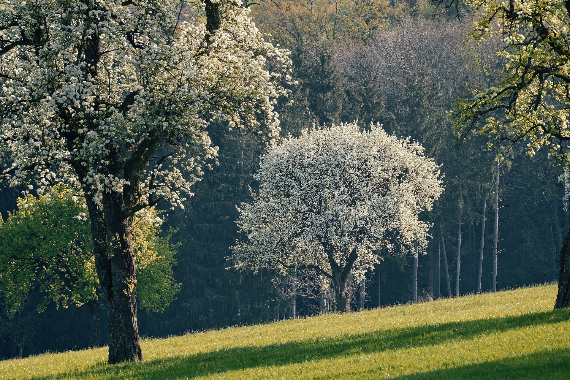 Drzewa owocowe, Wzgórze