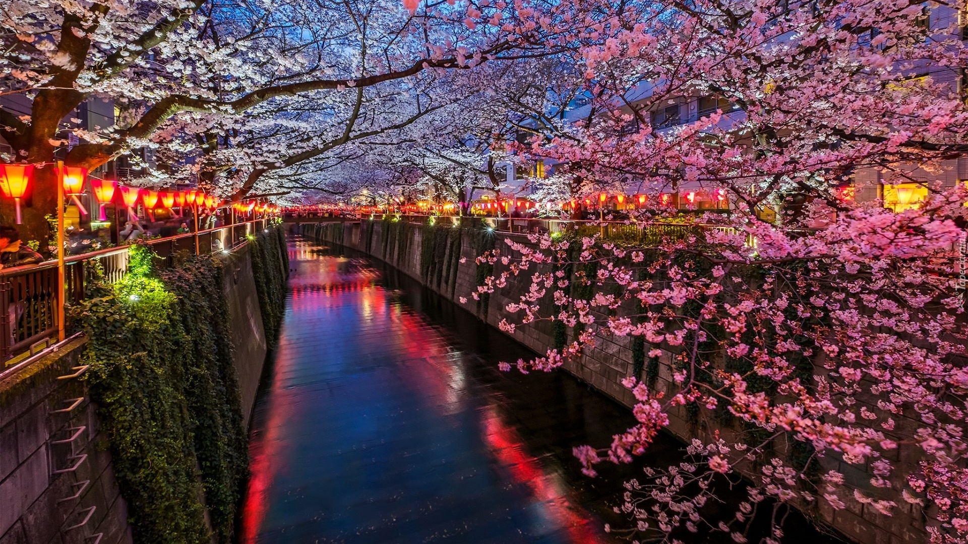 Japonia, Tokio, Kanał, Kwitnące, Drzewa owocowe, Latarnie