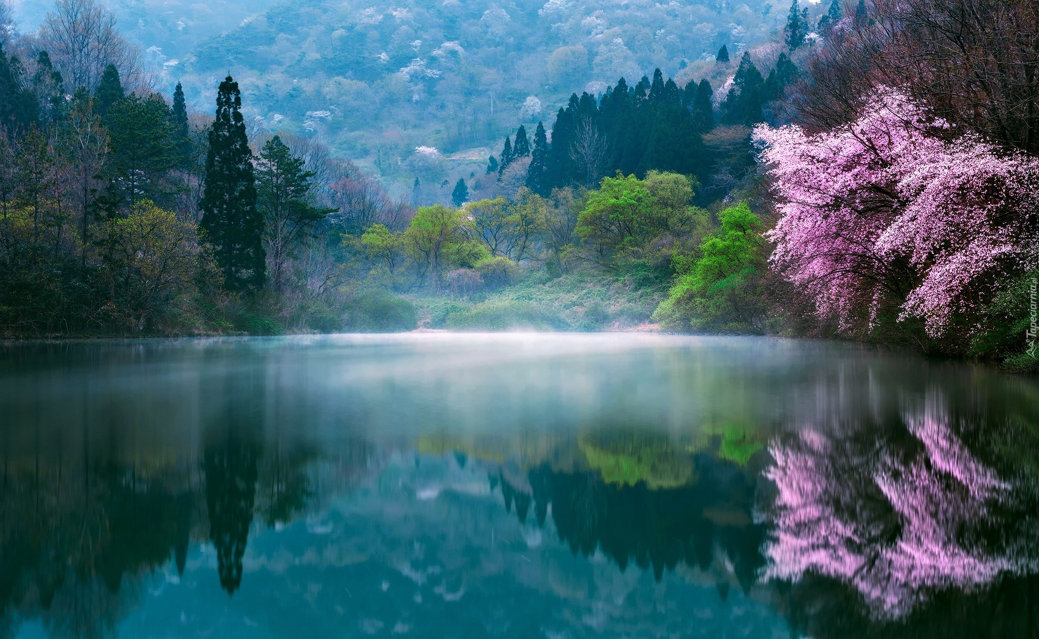 Korea Południowa, Wiosna, Jezioro, Poranek, Mgła, Drzewa
