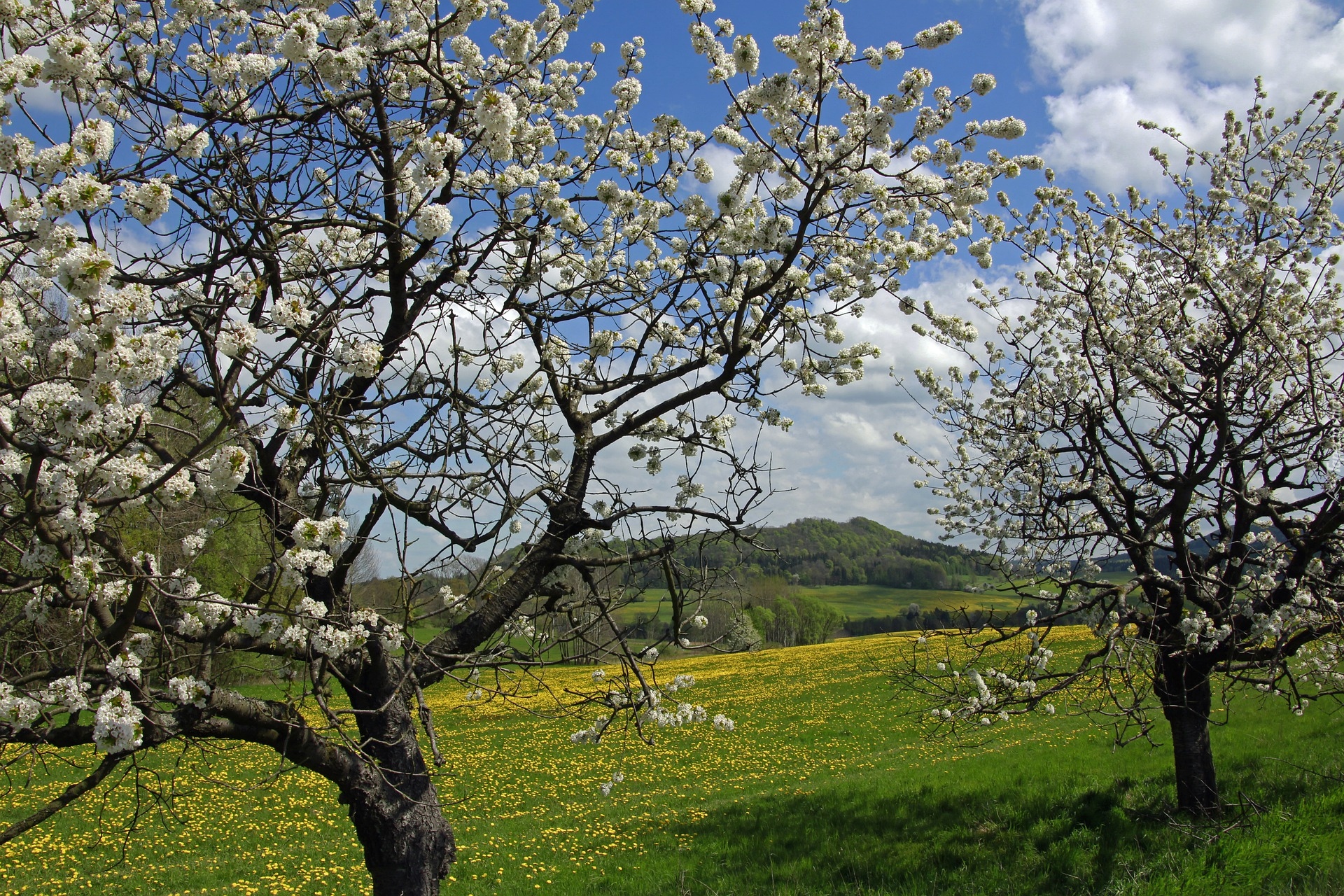 Wiosna, Drzewa owocowe, Wiśnie, Łąka