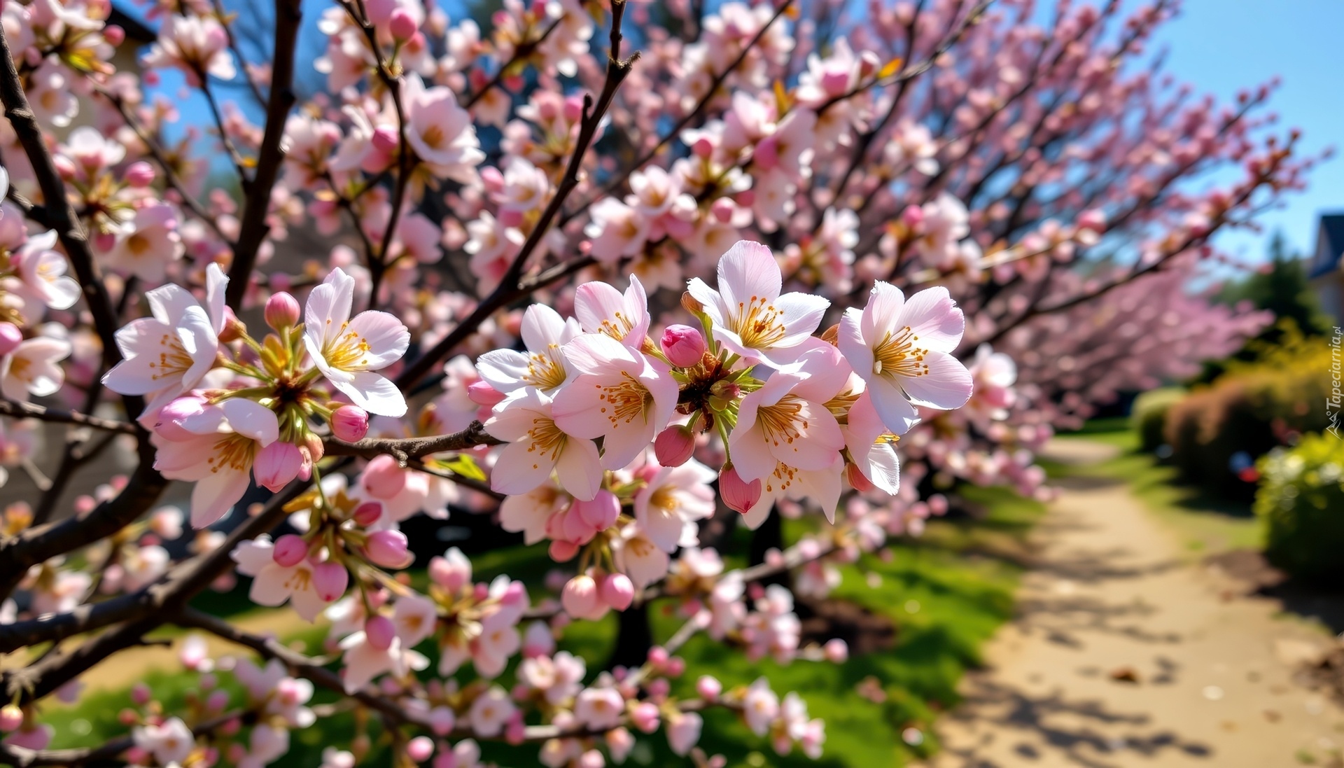 Kwiaty, Gałązka, Kwitnące, Drzewo owocowe, Ścieżka, Grafika AI