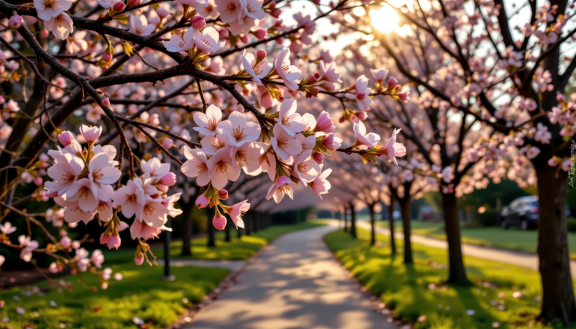 Kwitnące, Drzewa, Gałązki, Aleja, Grafika AI