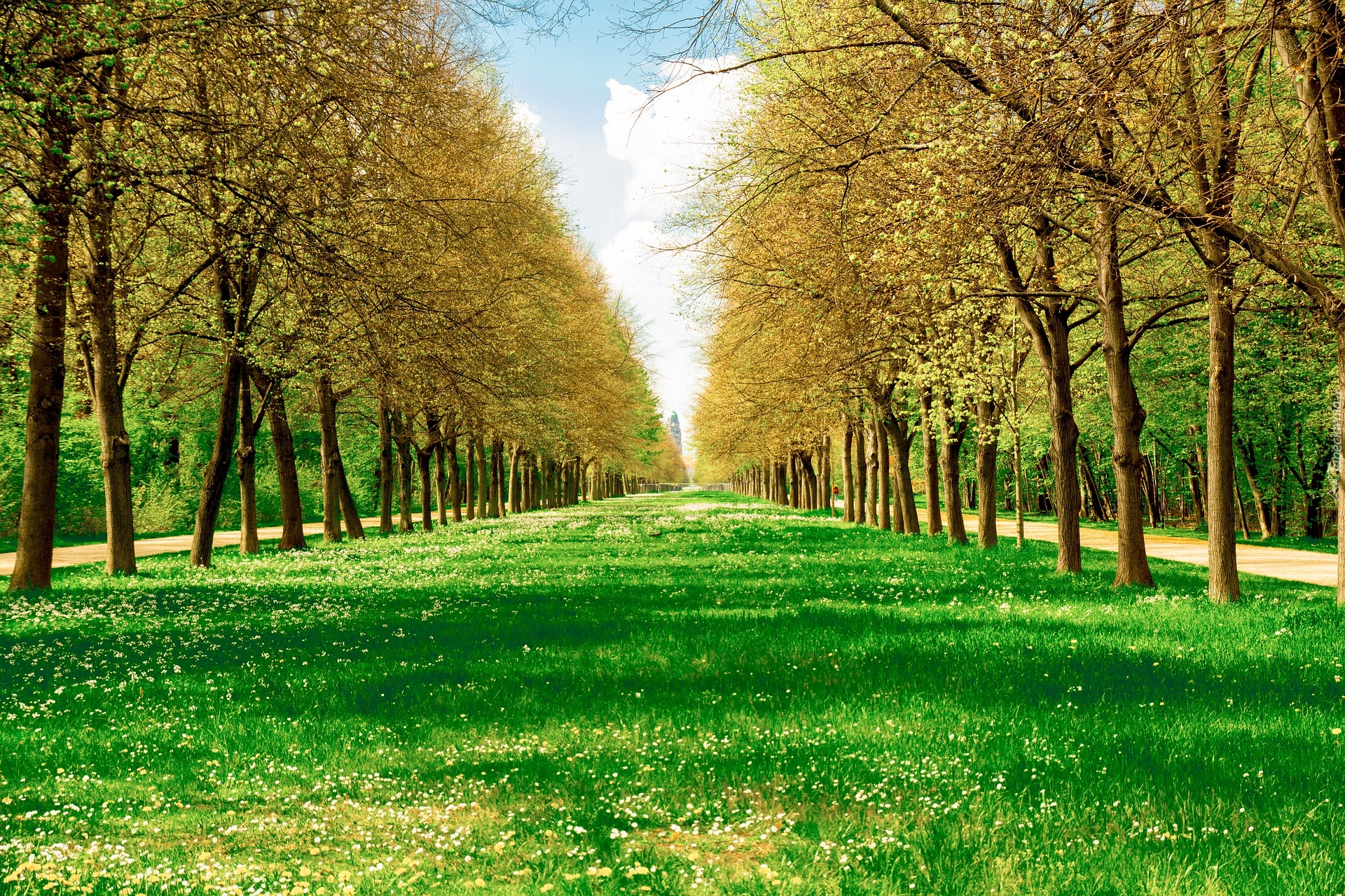 Park, Drzewa, Wiosna