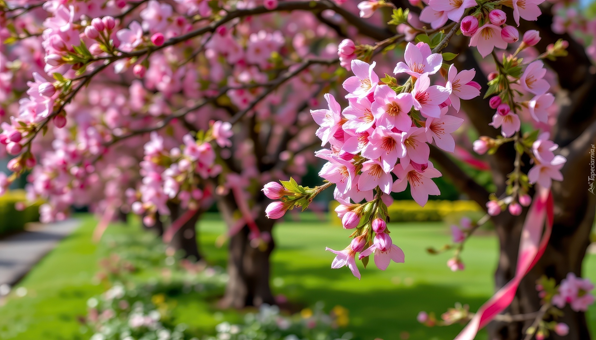 Kwitnące, Drzewa, Różowe, Kwiaty, Grafika AI
