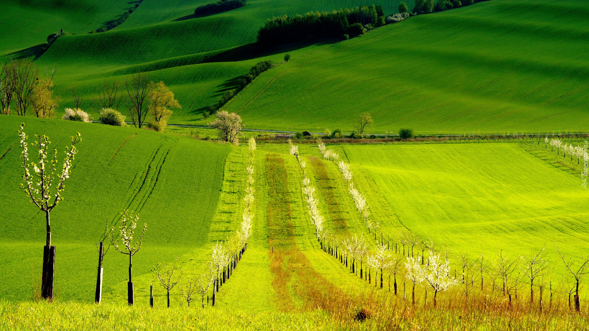 Pola, Drzewa, Wzgórza, Wiosna