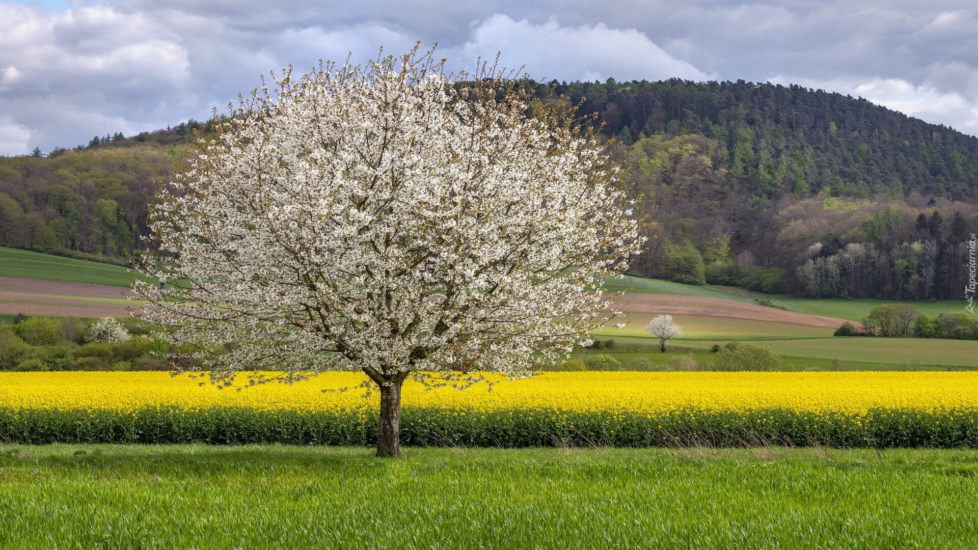 Pole, Rzepak, Drzewo, Góra, Wiosna