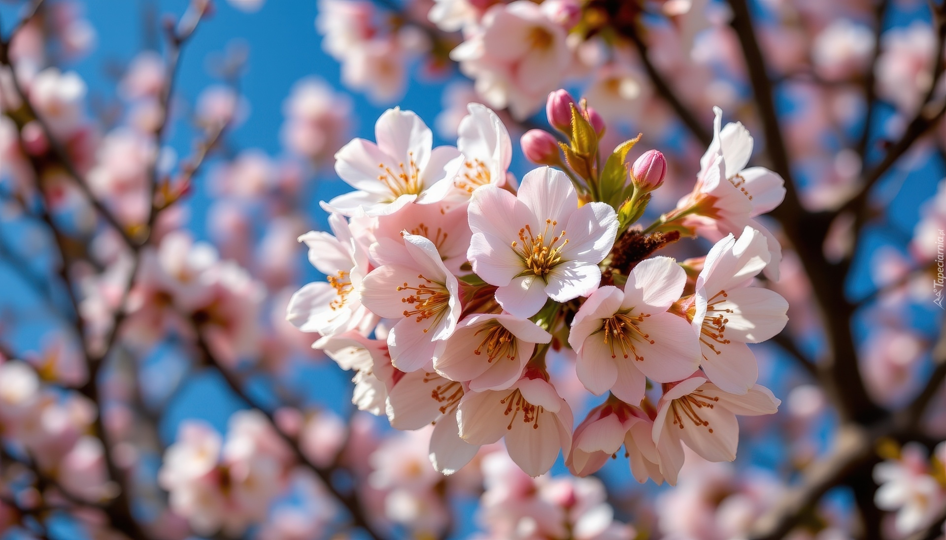 Kwitnące, Drzewo owocowe, Niebo, Grafika AI