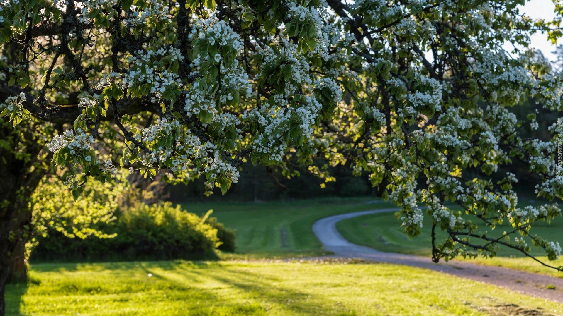 Wiosna, Park, Kwitnące, Drzewo, Ścieżka