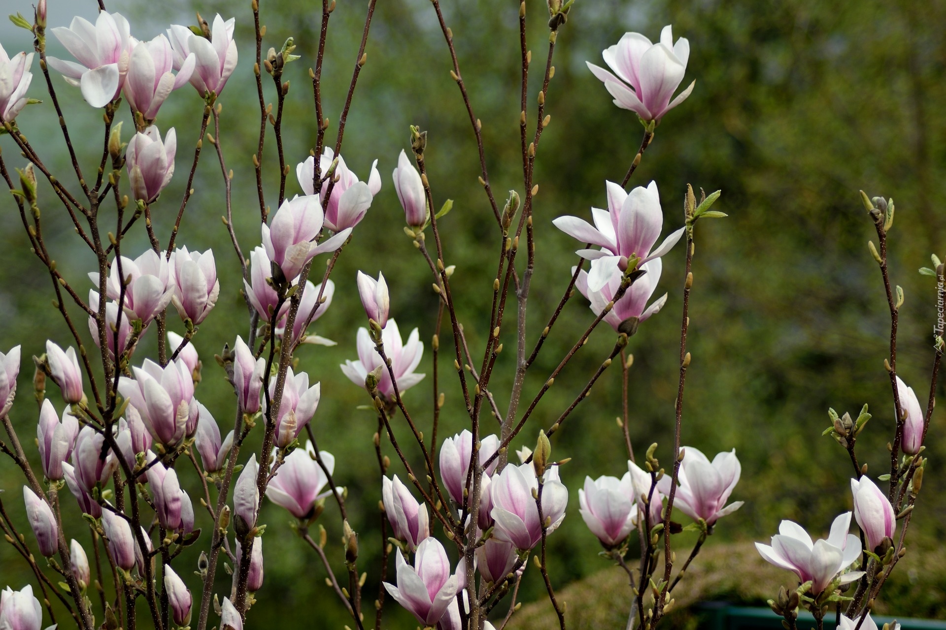 Kwitnąca, Magnolia