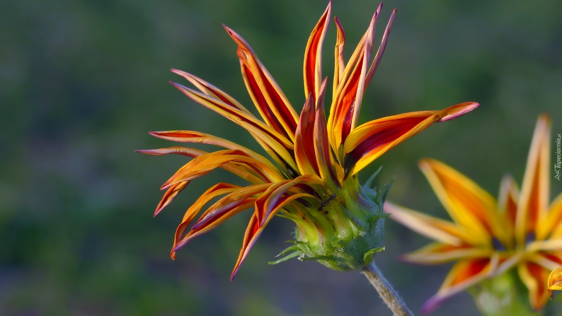 Kwitnąca, Gazania