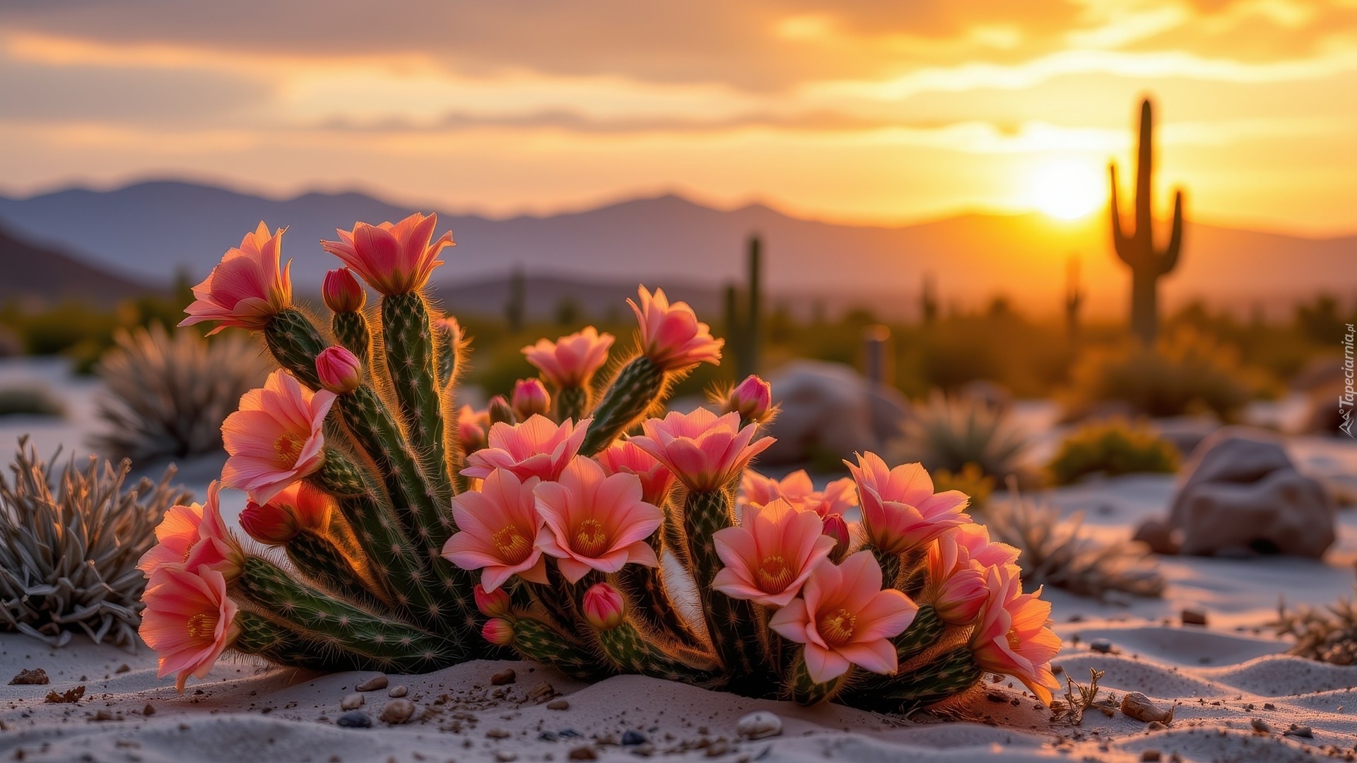 Zachód słońca, Kwitnące, Kaktusy, Czerwone, Kwiaty