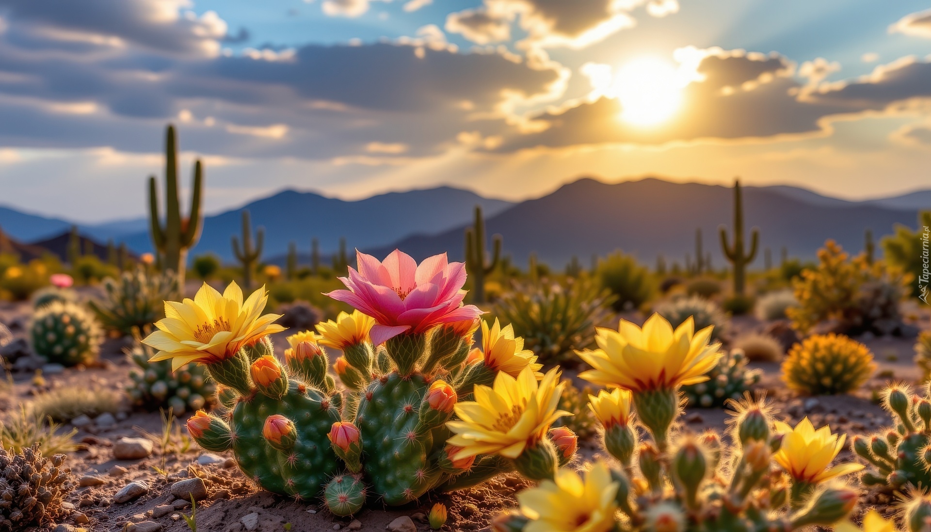 Kwitnące, Kaktusy, Góry, Niebo, Grafika AI