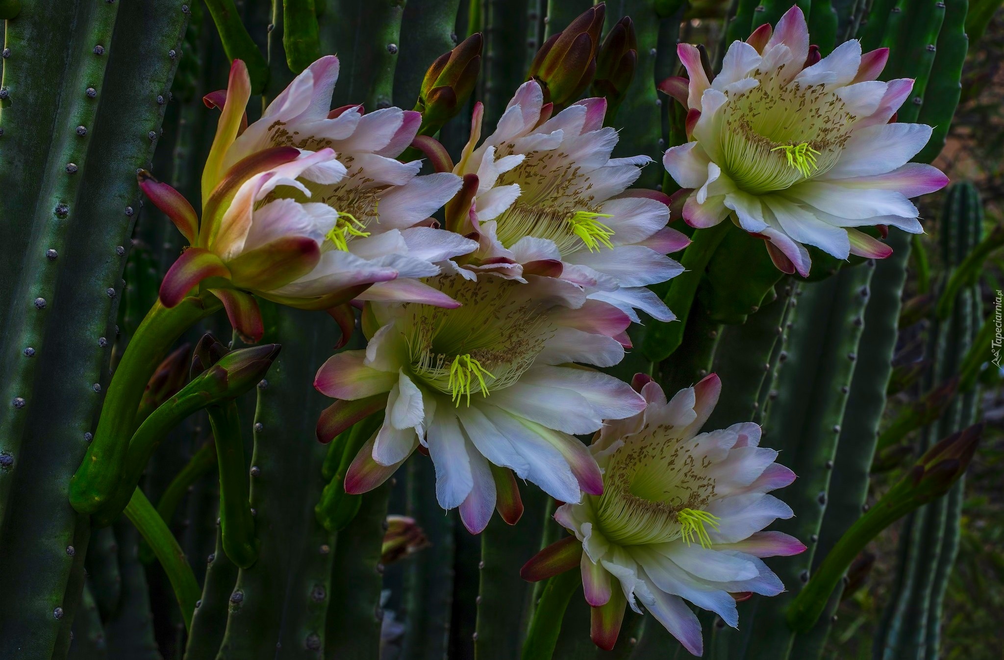 Kaktusy, Kwiaty