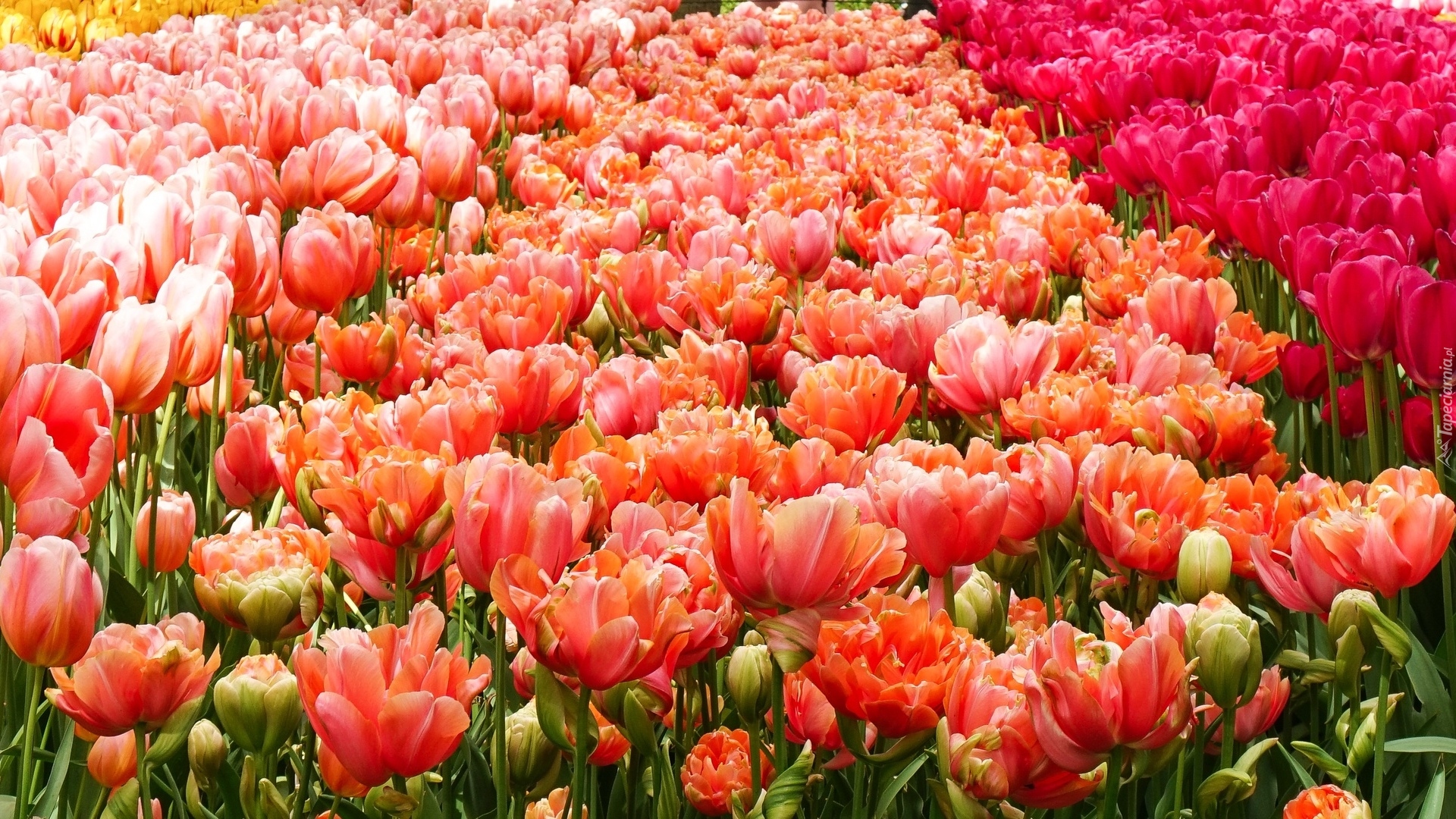 Pole, Kolorowe, Rozkwitające, Tulipany