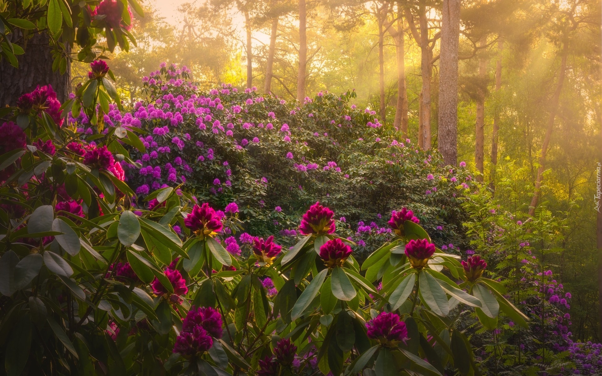 Park, Przebijające światło, Drzewa, Krzewy, Różanecznik, Rododendron