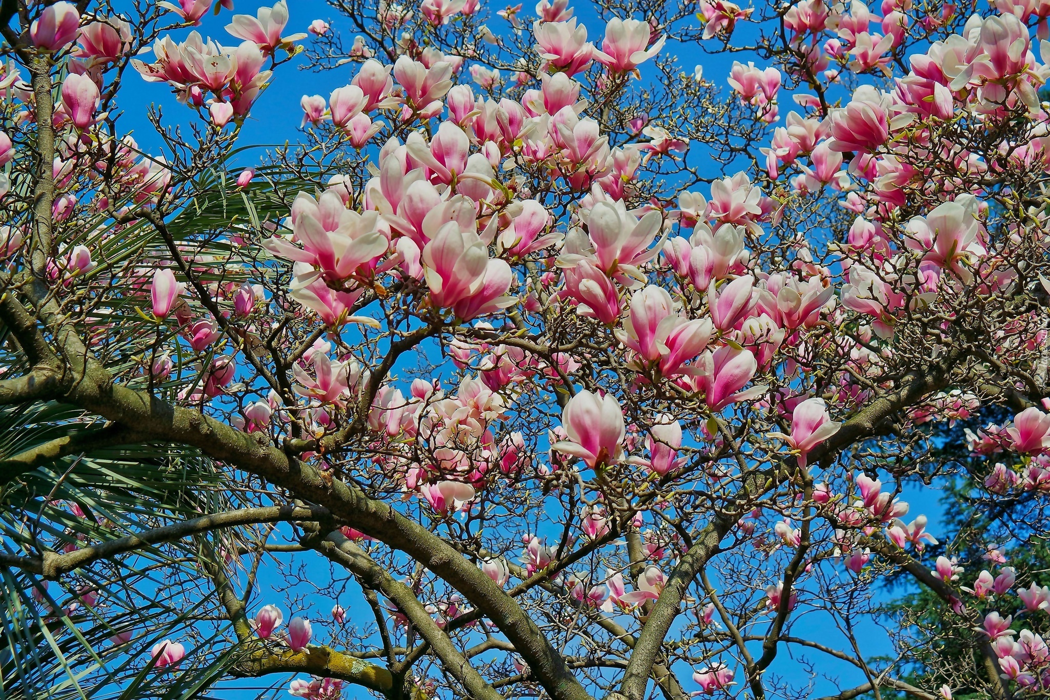 Magnolia, Kwiaty, Wiosna