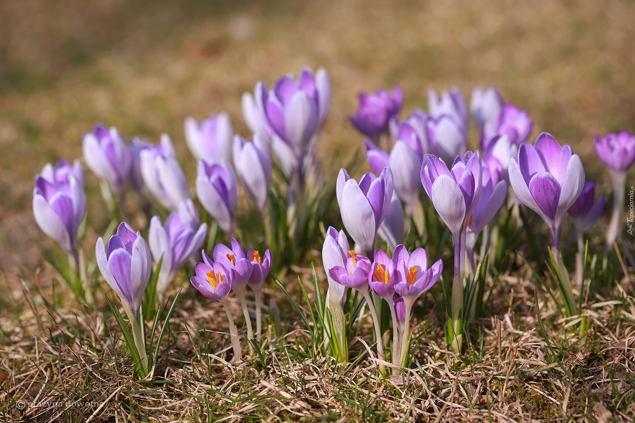 Liliowe, Krokusy, Wiosenne, Kwiaty