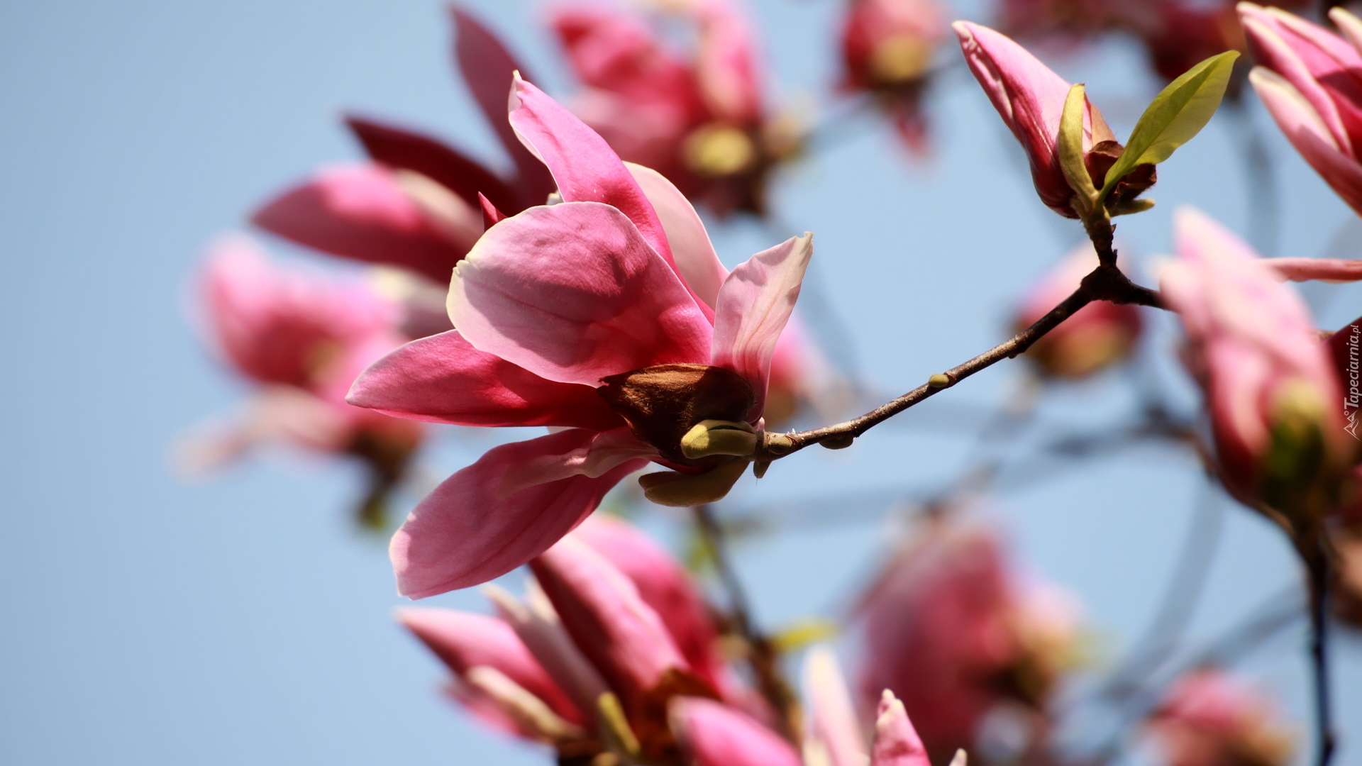 Różowa, Kwitnąca, Magnolia, Gałązki