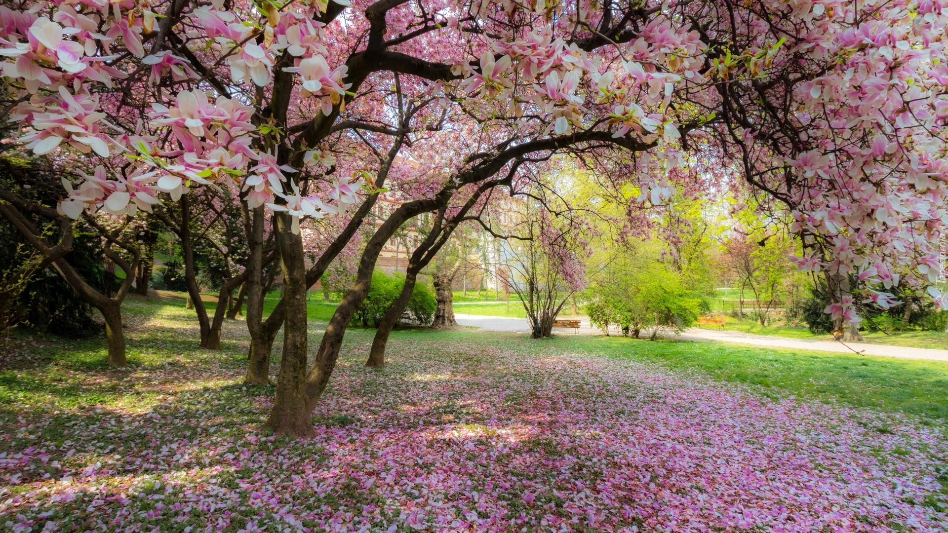 Park, Kwitnąca, Magnolia