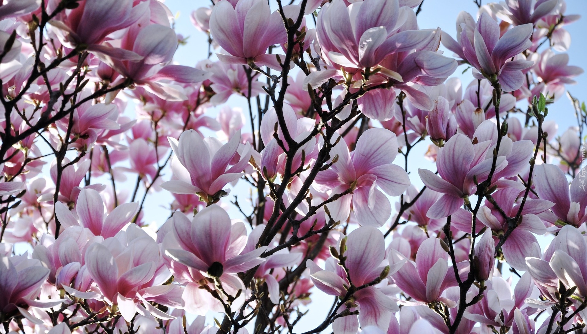 Wiosna, Magnolia, Kwiaty