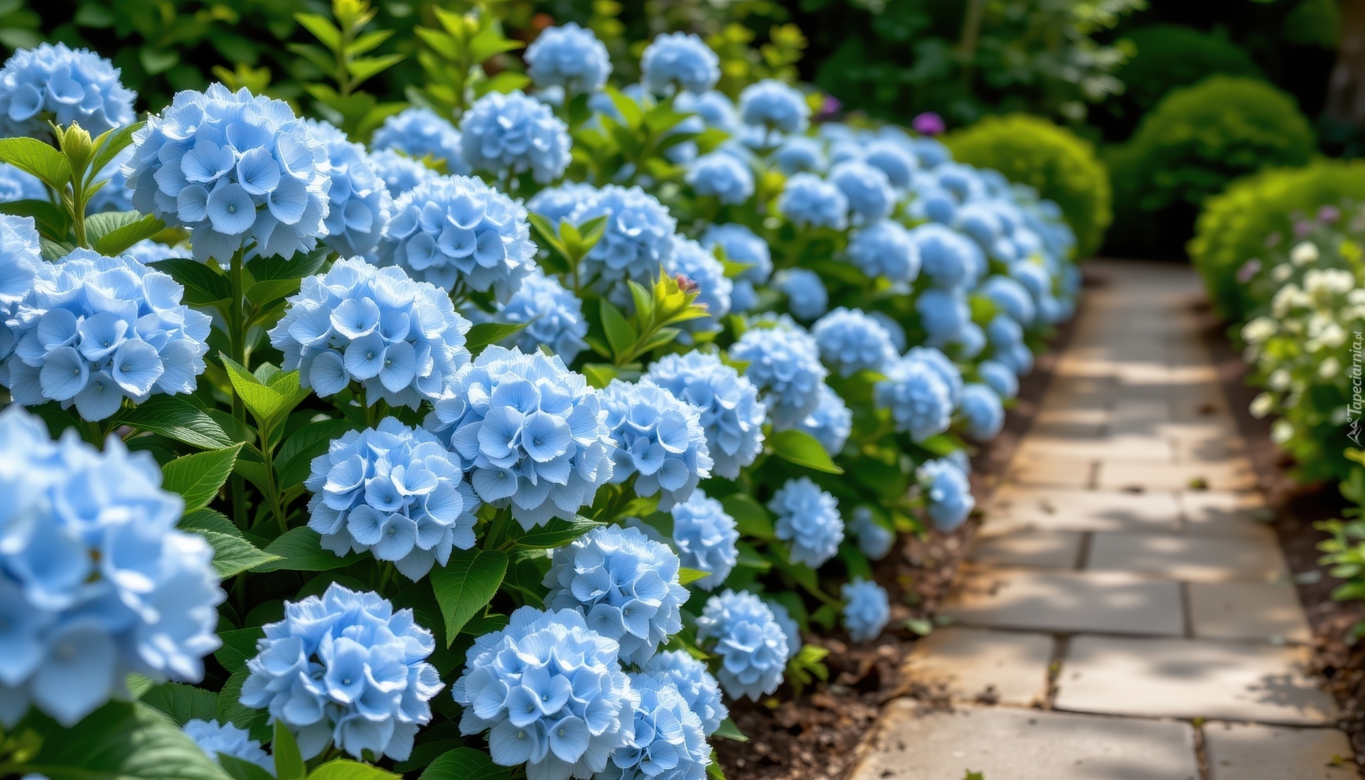 Niebieskie, Hortensje, Krzewy, Alejka