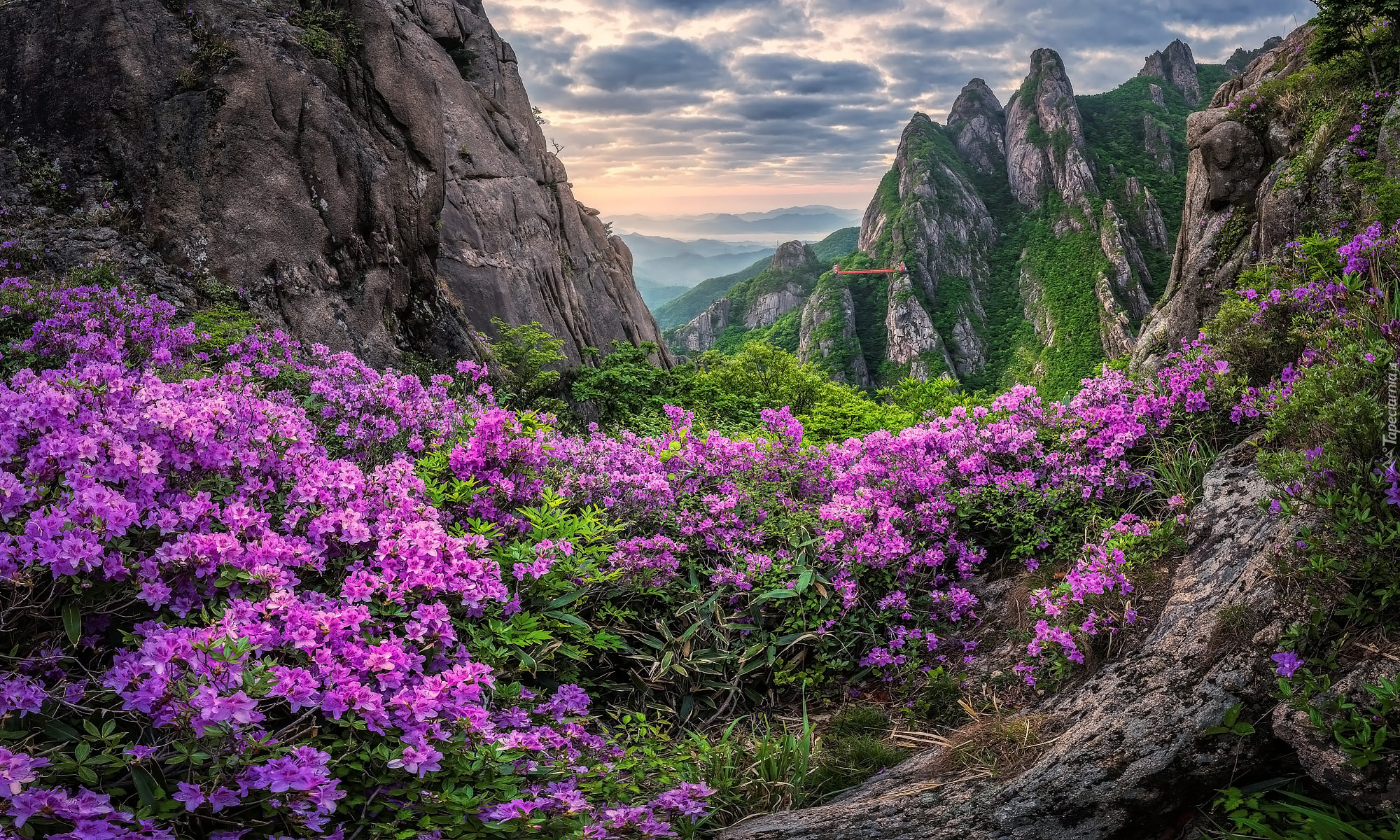 Góry, Jujaksan, Skały, Kwiaty, Azalia, Chmury, Korea Południowa