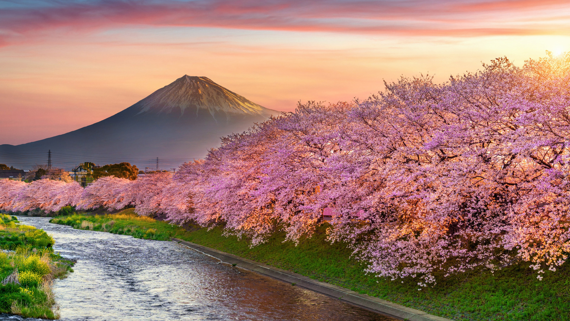 Góra Fudżi, Rzeka, Wiosna, Okwiecone, Drzewa, Wiśnie japońskie, Shizuoka, Japonia