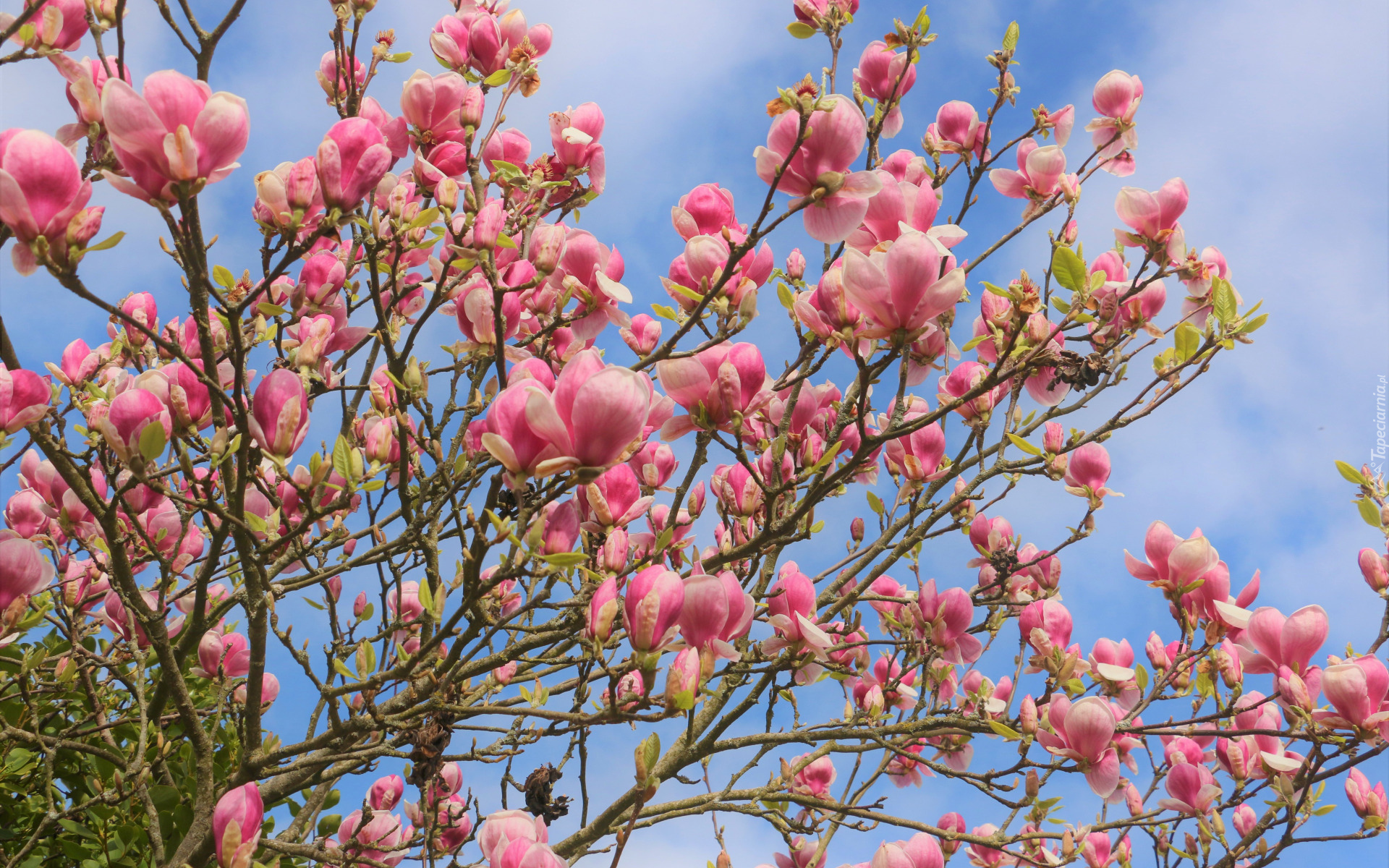 Magnolia, Gałązki, Różowe, Kwiaty, Niebo, Wiosna