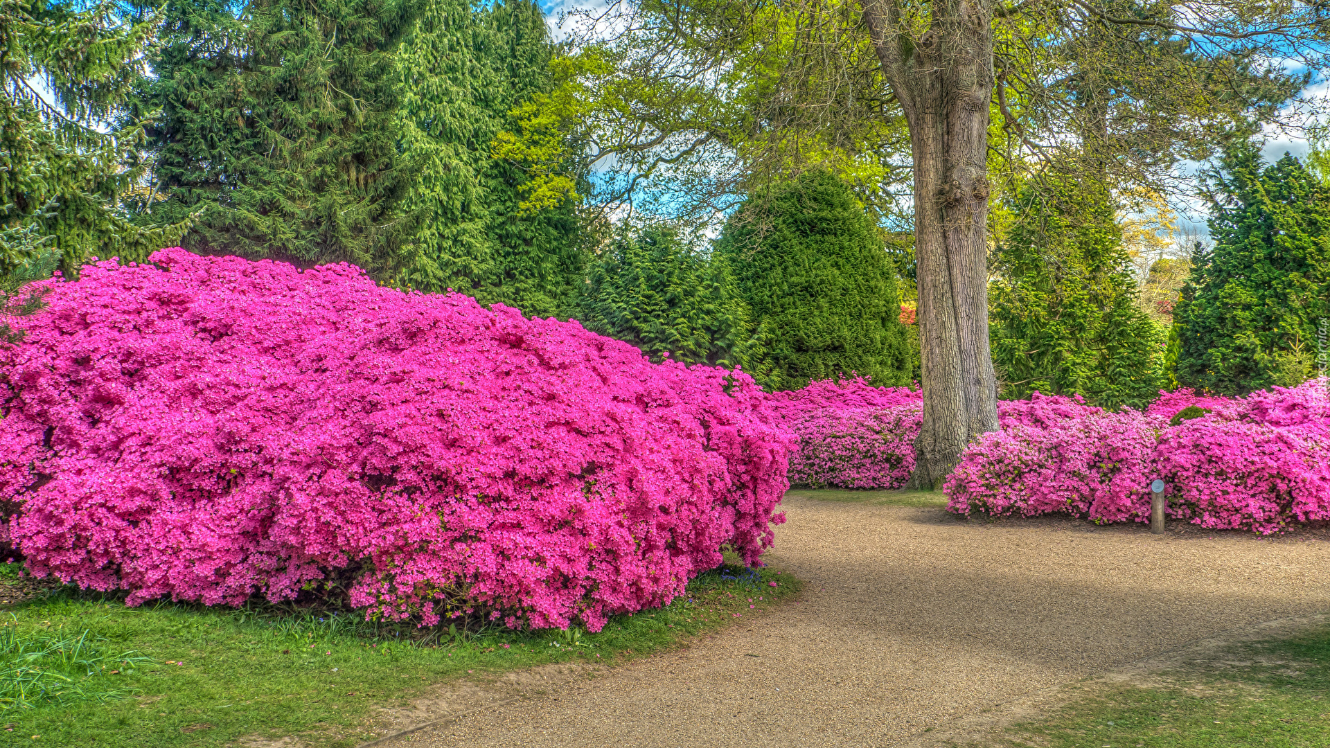 Park, Rododendrony, Drzewa, Krzewy, Alejka