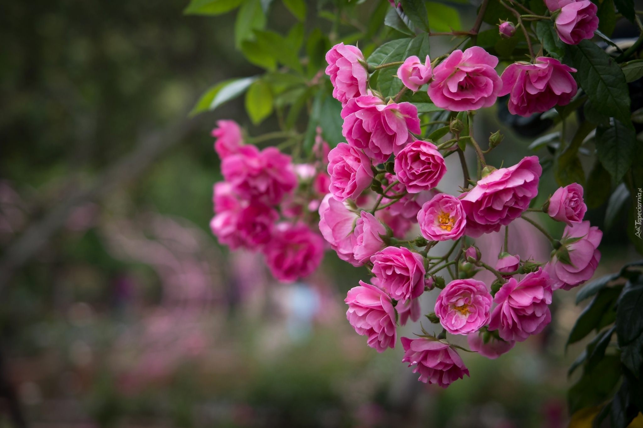 Красивый куст роз. Флорибунда Скай Хилл.