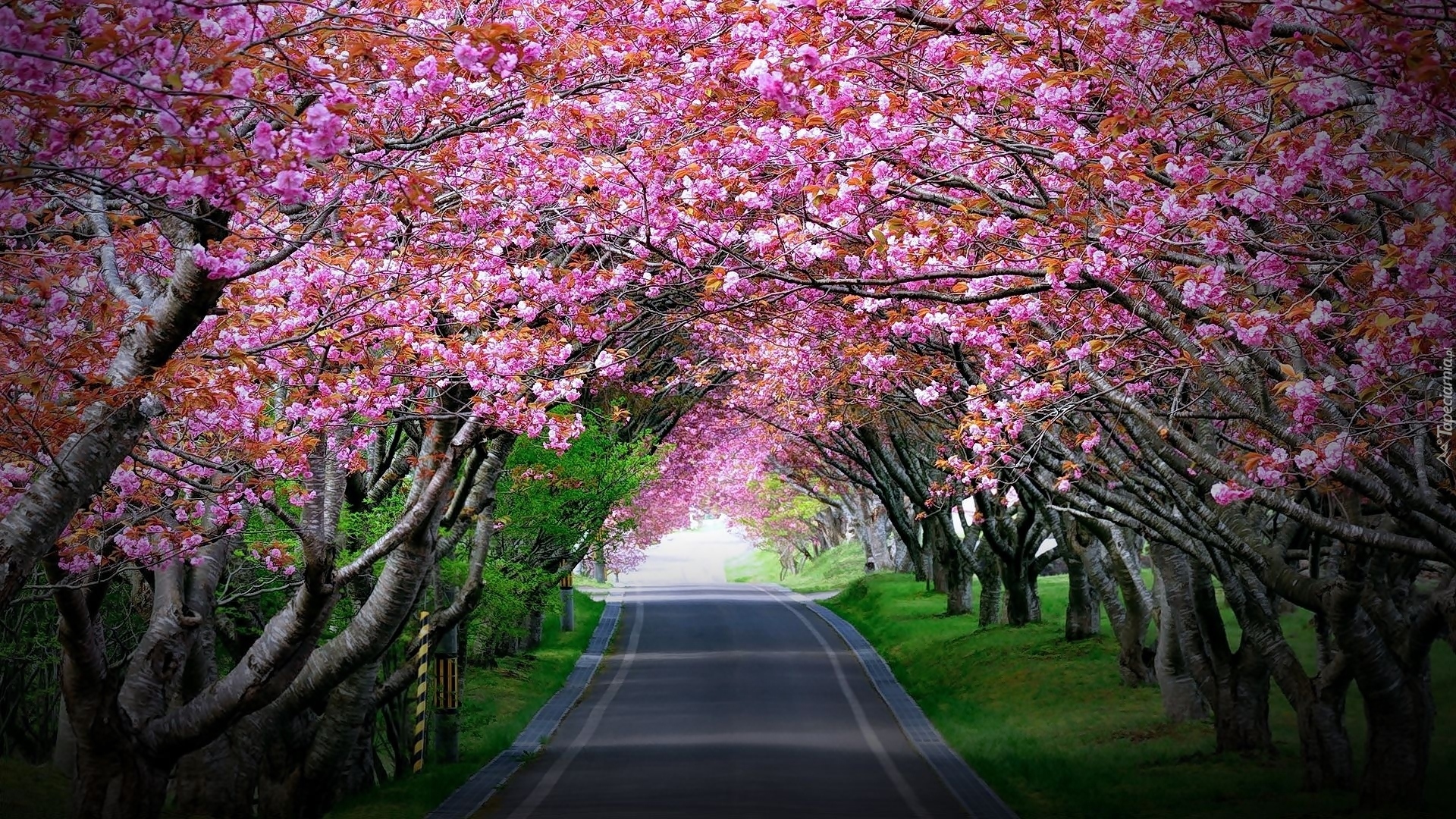 Droga, Kwitnące, Drzewa, Różowe, Kwiaty, Wiosna