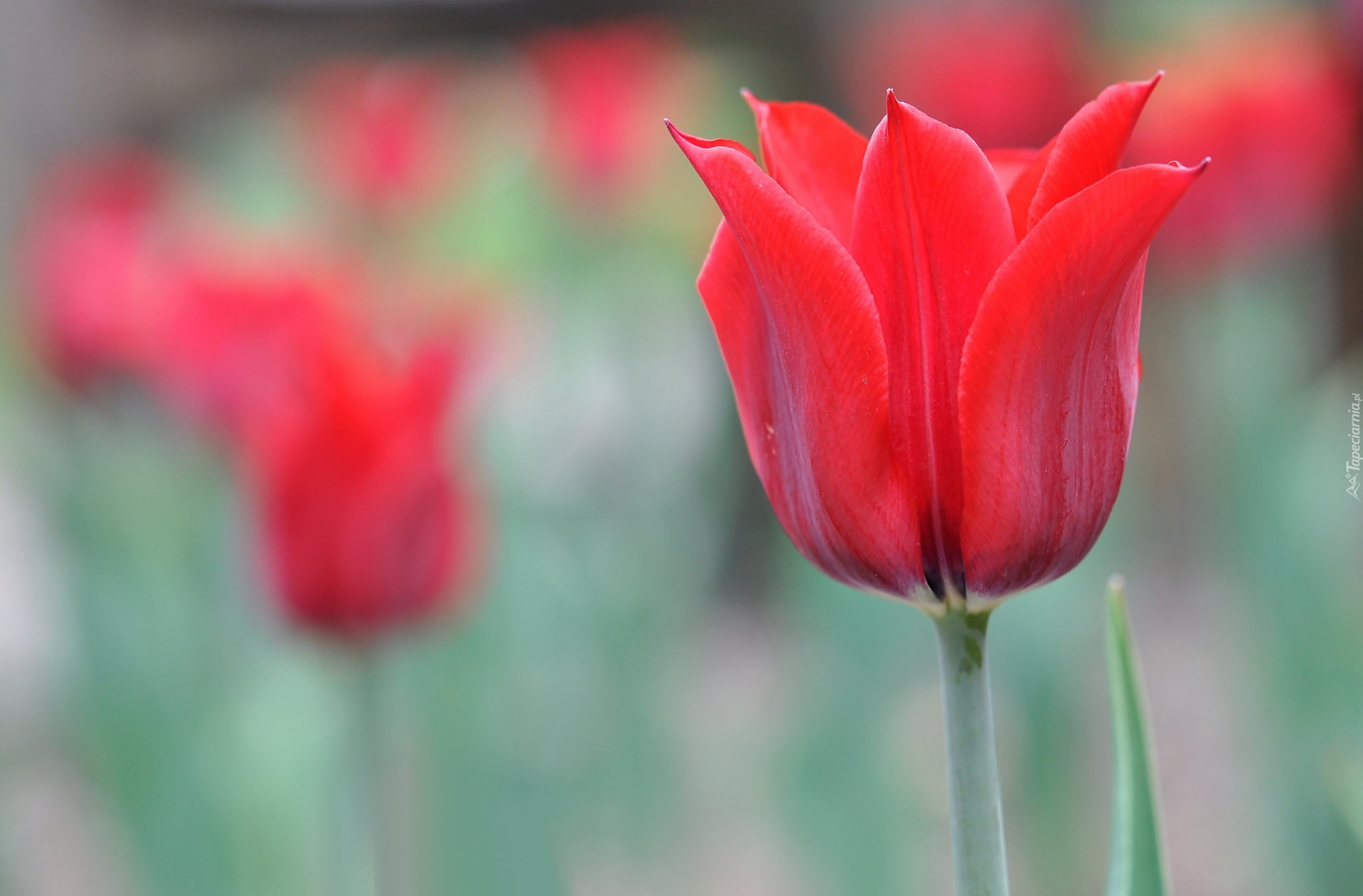 Kwiaty, Tulipany, Rozmyte tło